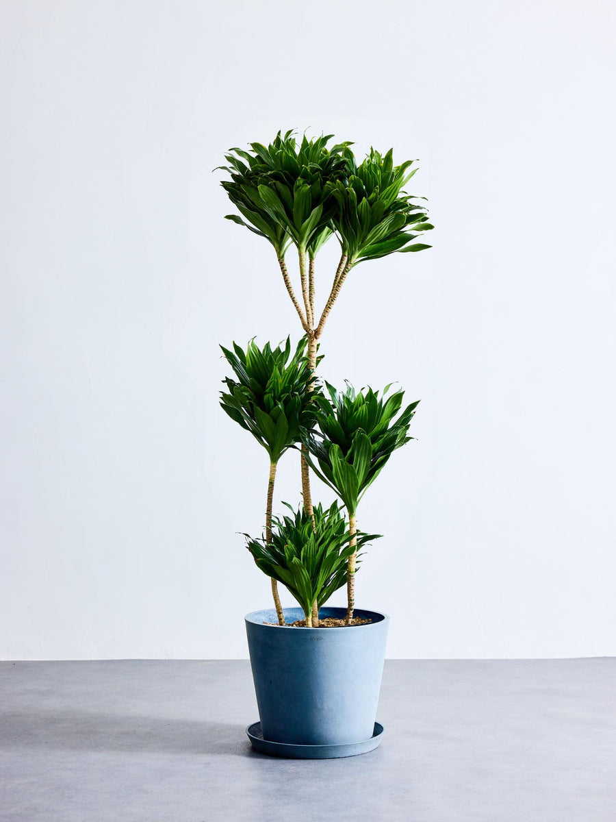ドラセナ 10号 | 観葉植物の通販 AND PLANTS (アンドプランツ)