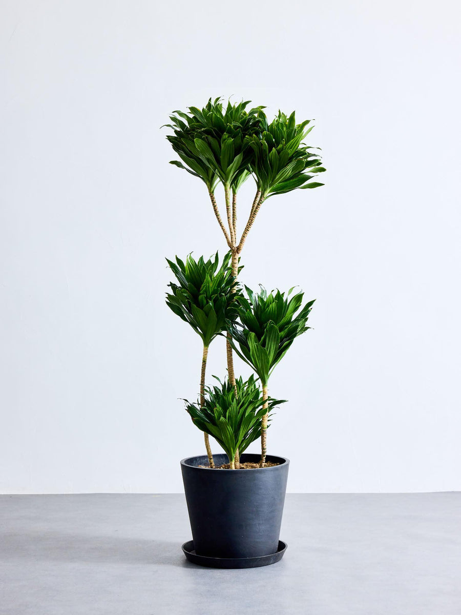 ドラセナ 10号 | 観葉植物の通販 AND PLANTS (アンドプランツ)