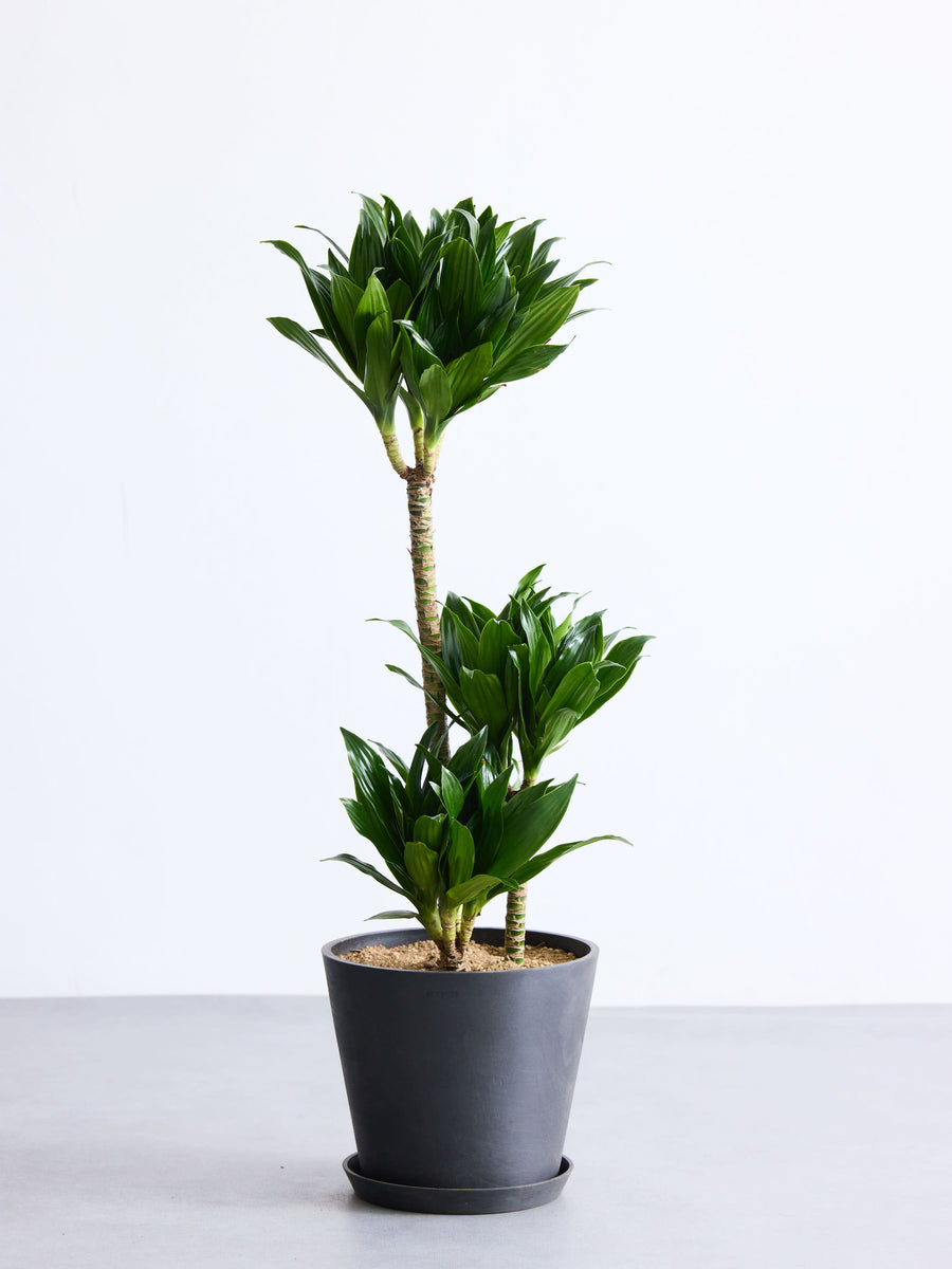 ドラセナ 8号 | 観葉植物の通販 AND PLANTS (アンドプランツ)