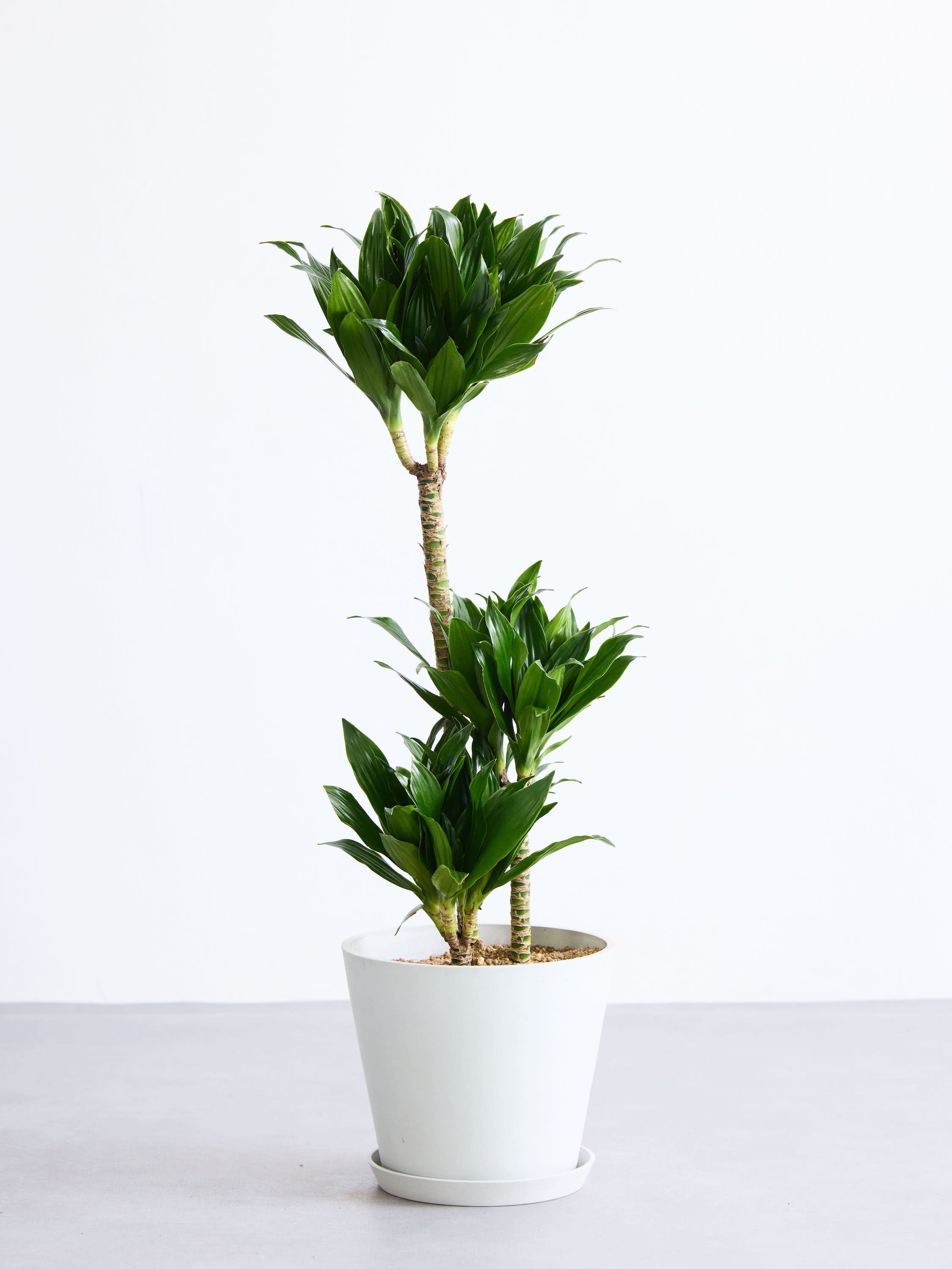 ドラセナ コンパクタ⭐️リビングサイズ 大型 観葉植物 約145cm（送料