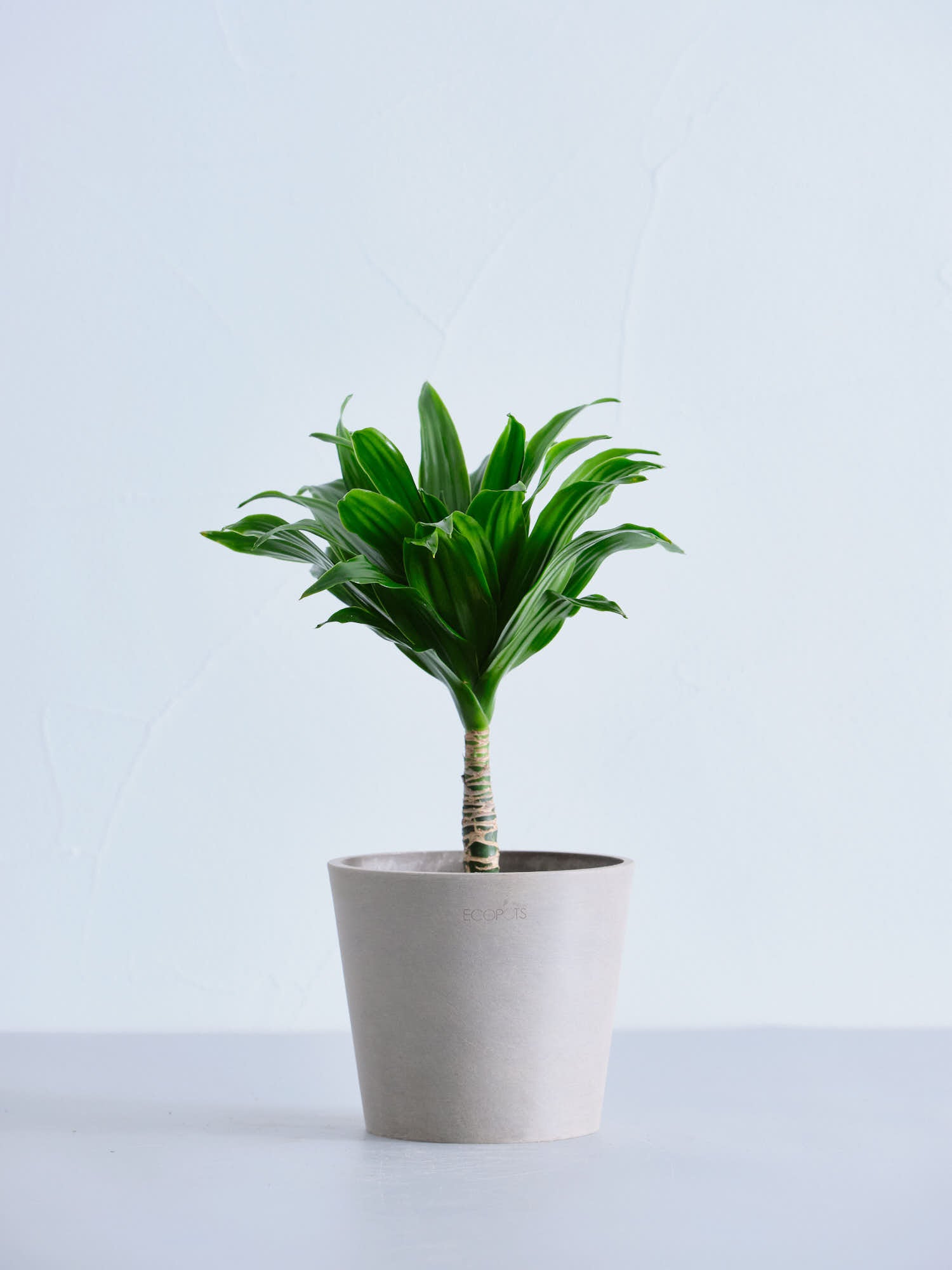 ドラセナ・デレメンシス・コンパクタ Table-M | 観葉植物の通販 AND