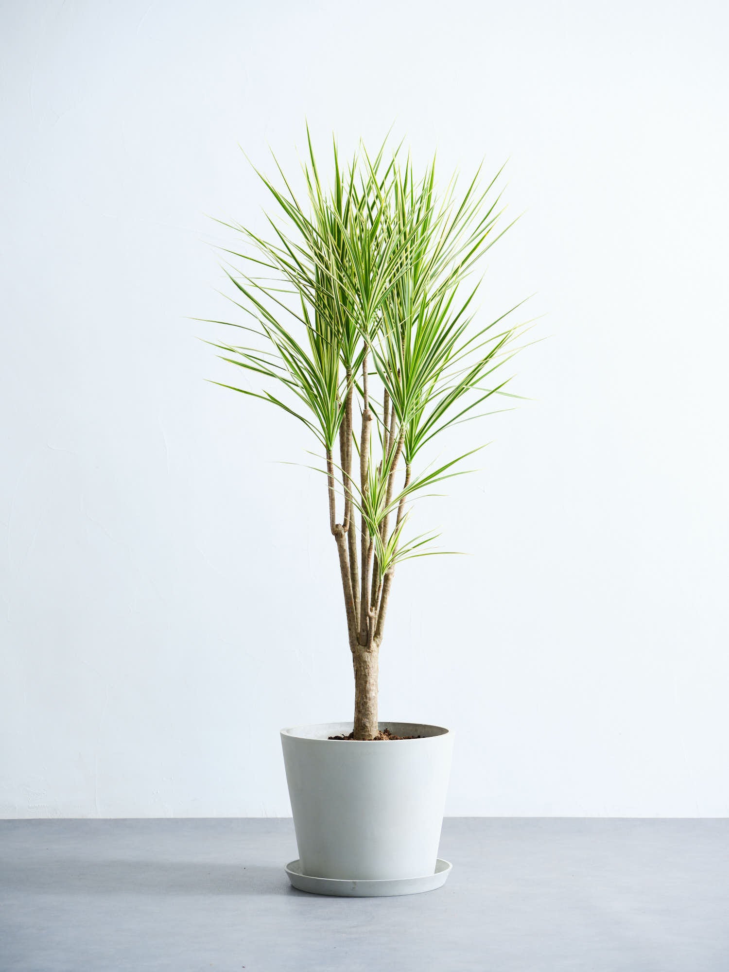 ドラセナ・コンシンネ・ホワイボリー L | 観葉植物の通販 AND