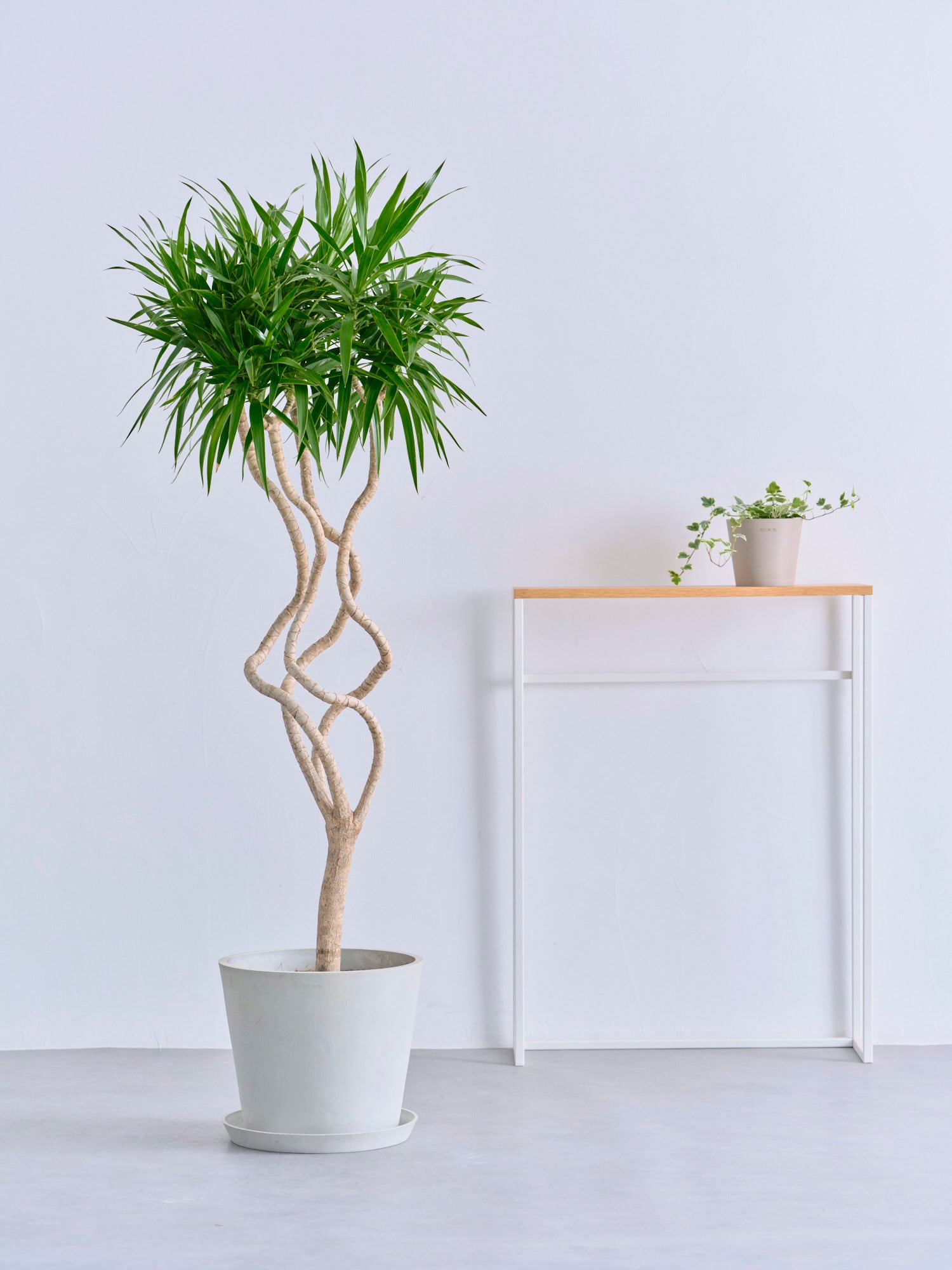 ドラセナ・ナビー 龍 L | 観葉植物の通販 AND PLANTS (アンドプランツ)