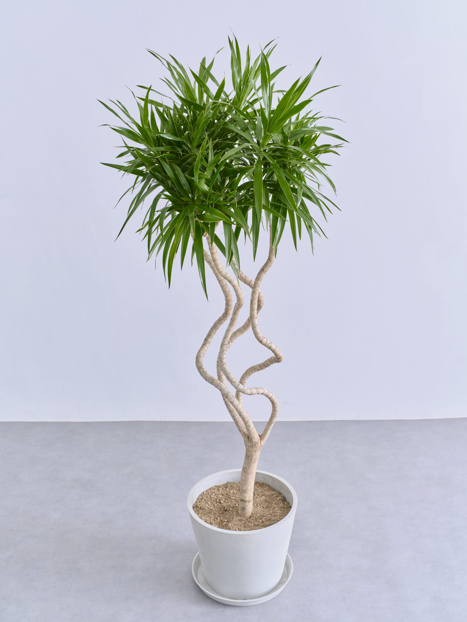 ドラセナ・ナビー 龍 L | 観葉植物の通販 AND PLANTS (アンドプランツ)