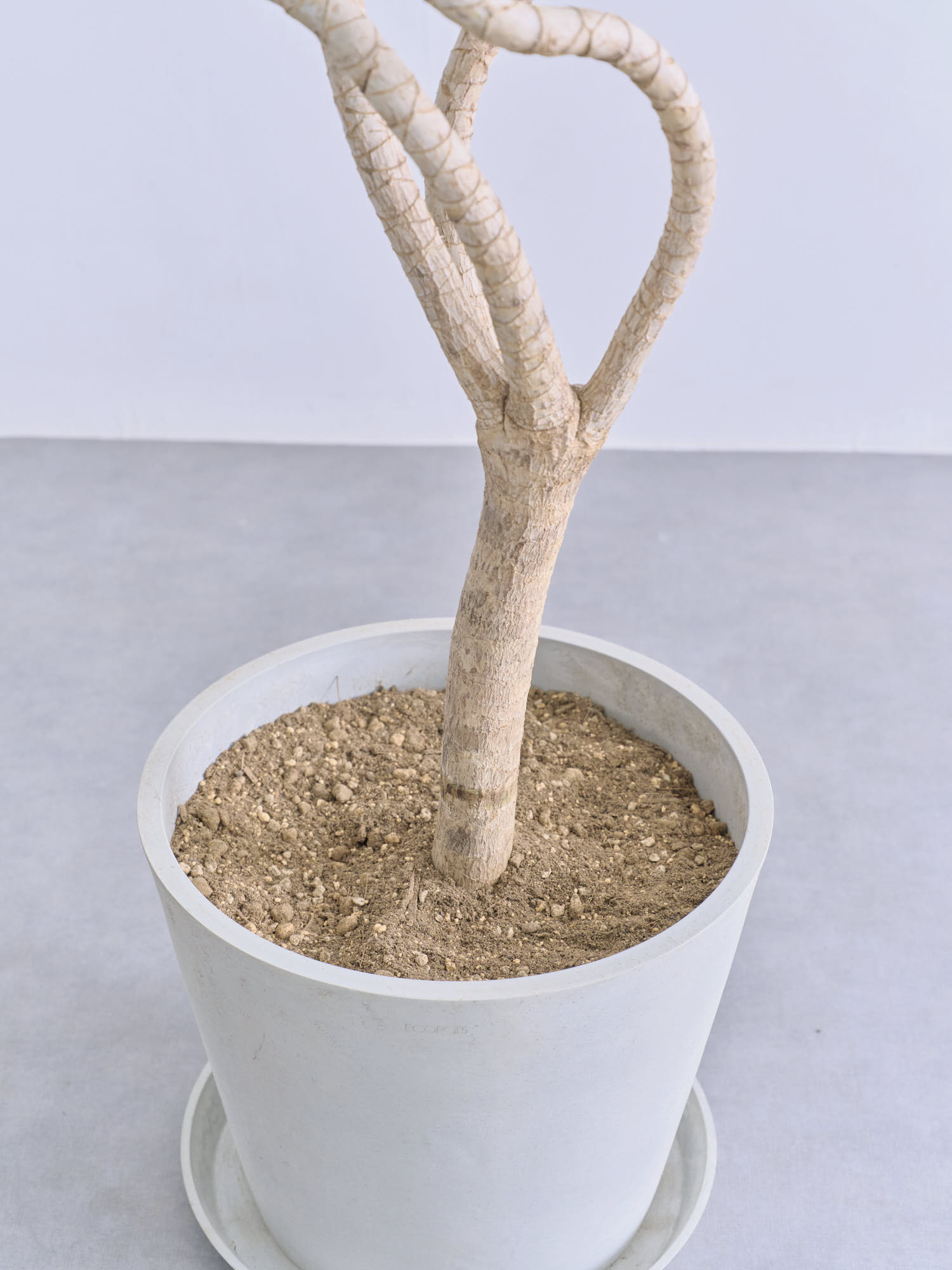 ドラセナ・ナビー 龍 L | 観葉植物の通販 AND PLANTS (アンドプランツ)