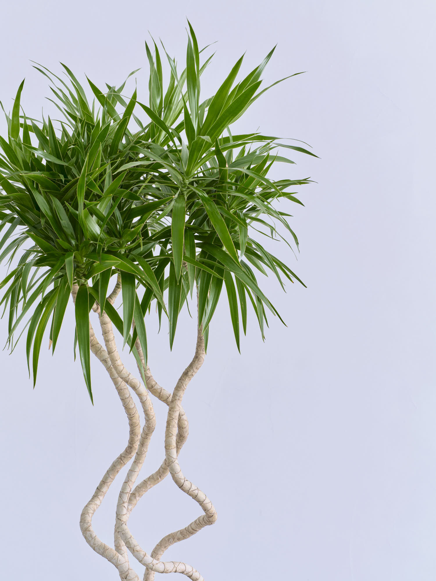 ドラセナ・ナビー 龍 L | 観葉植物の通販 AND PLANTS (アンドプランツ)