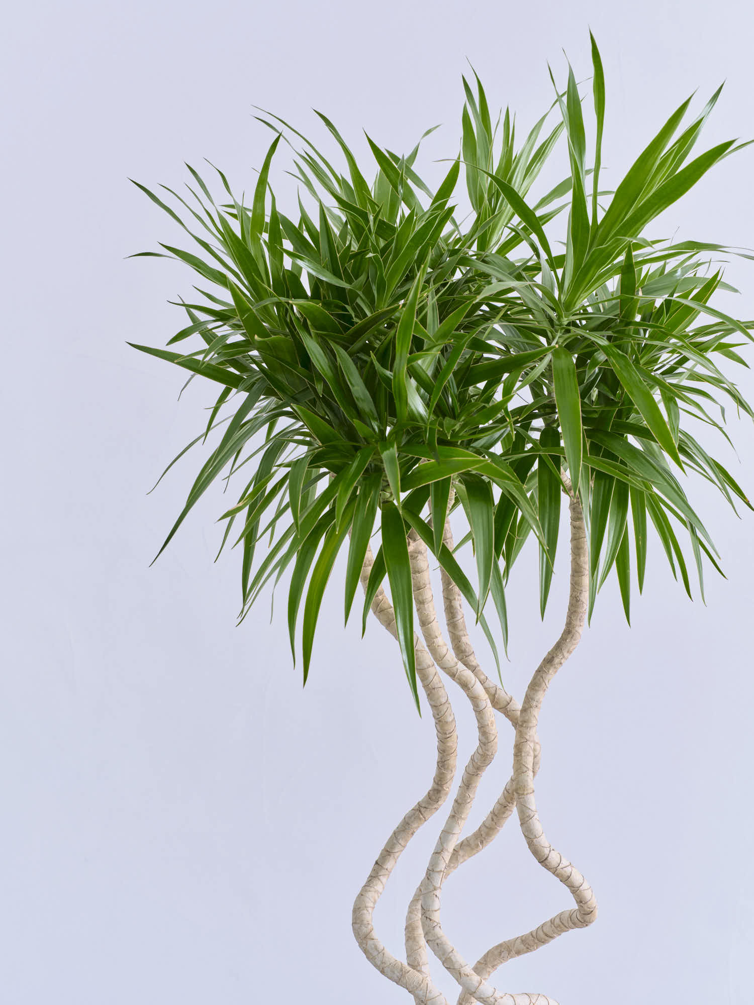 ドラセナ・ナビー 龍 L | 観葉植物の通販 AND PLANTS (アンドプランツ)