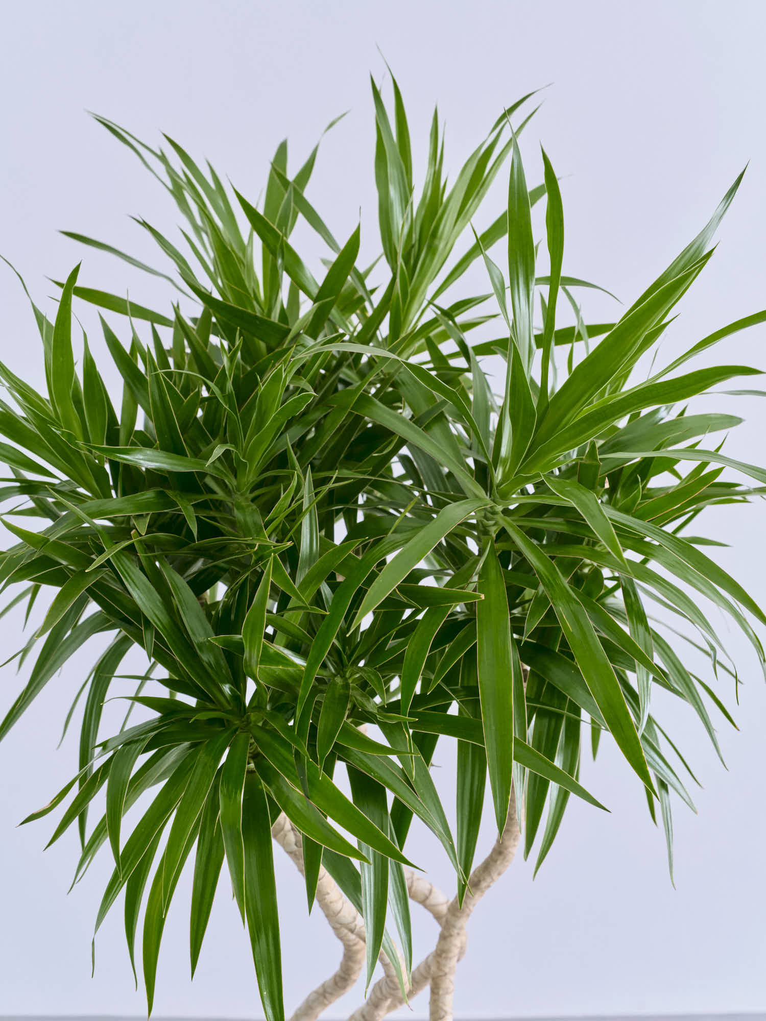 ドラセナ・ナビー 龍 L | 観葉植物の通販 AND PLANTS (アンドプランツ)