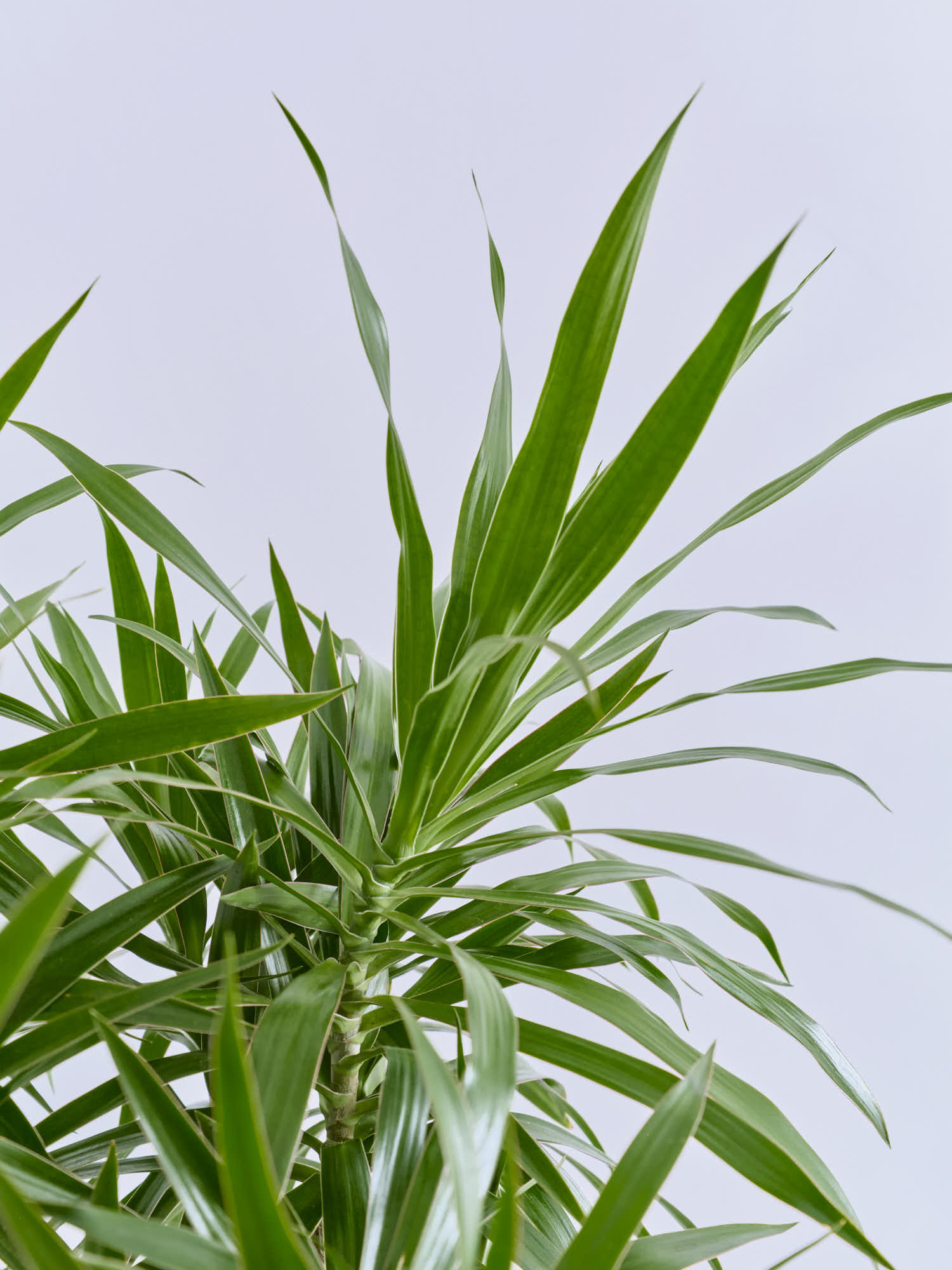 ドラセナ・ナビー 龍 L | 観葉植物の通販 AND PLANTS (アンドプランツ)