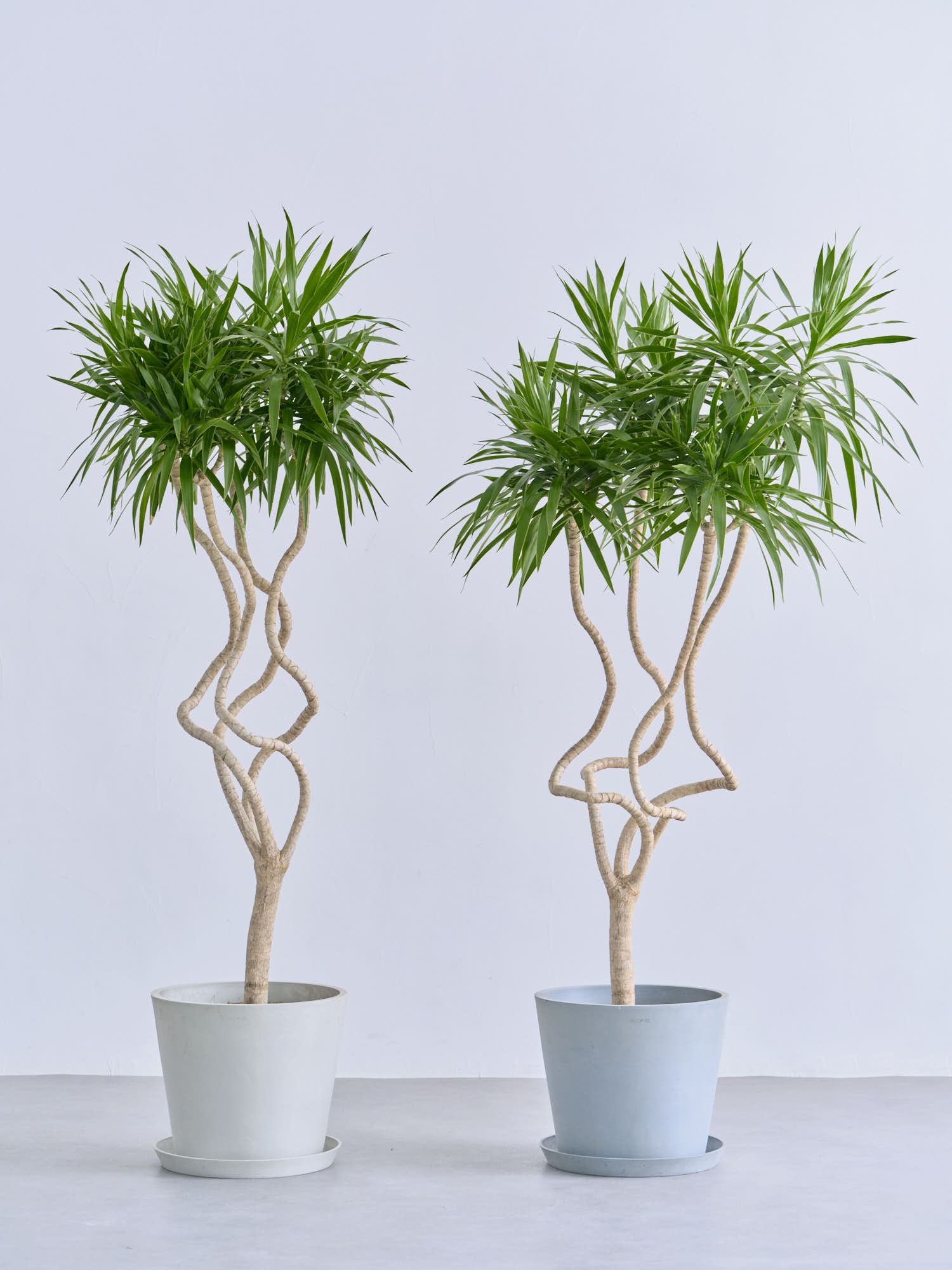 ドラセナ・ナビー 龍 L | 観葉植物の通販 AND PLANTS (アンドプランツ)