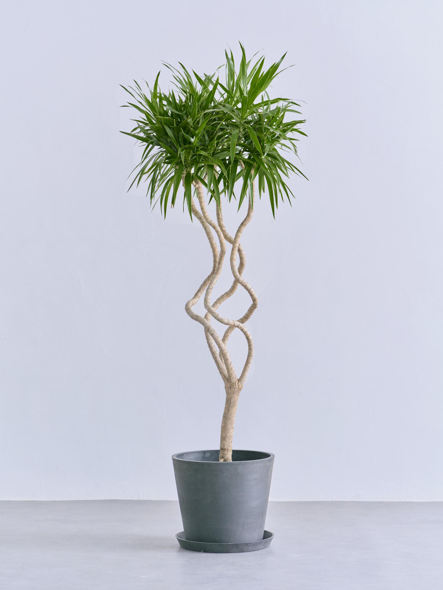 ドラセナ・ナビー 龍 L | 観葉植物の通販 AND PLANTS (アンドプランツ)