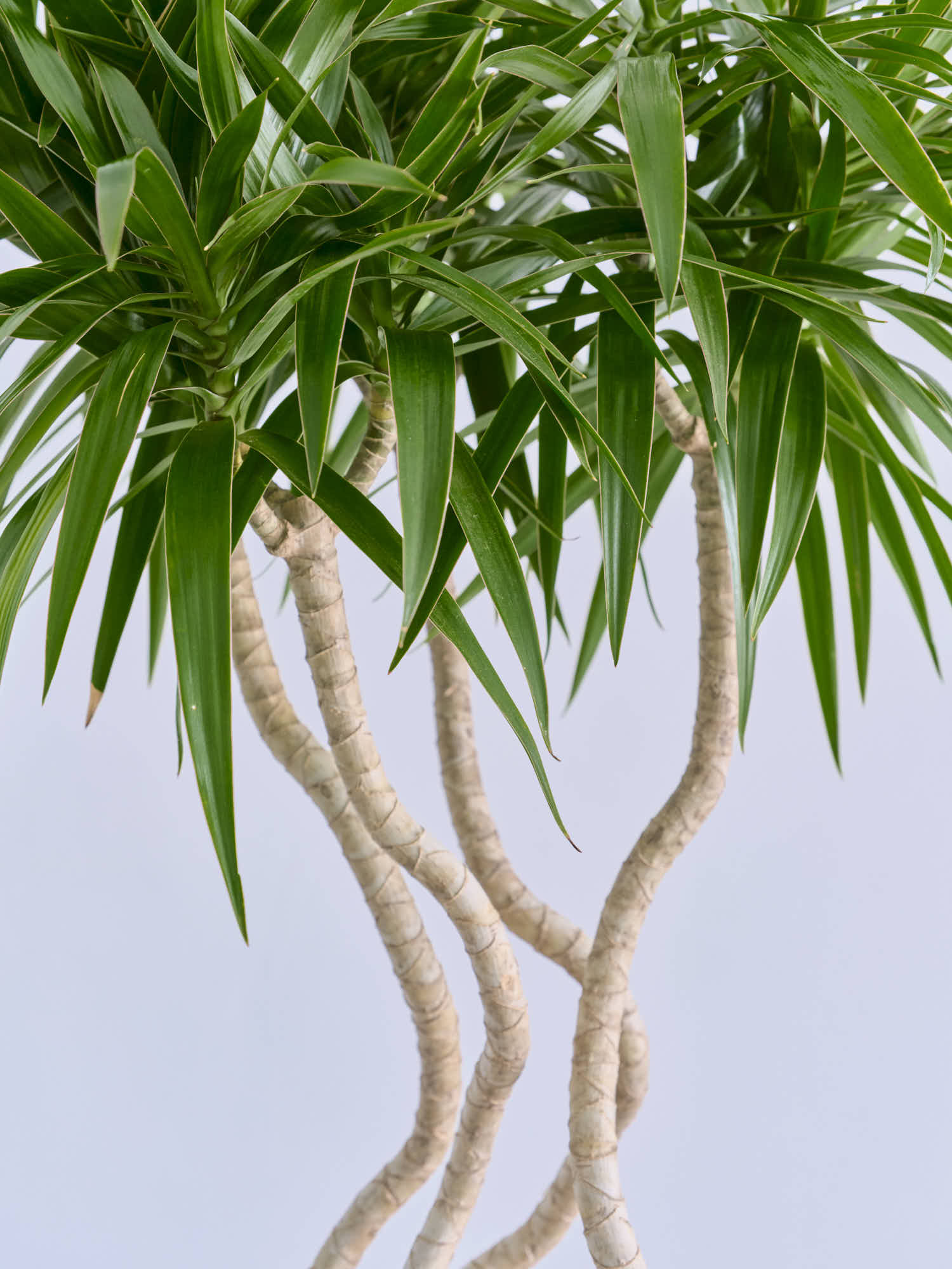 ドラセナ・ナビー 龍 L | 観葉植物の通販 AND PLANTS (アンドプランツ)
