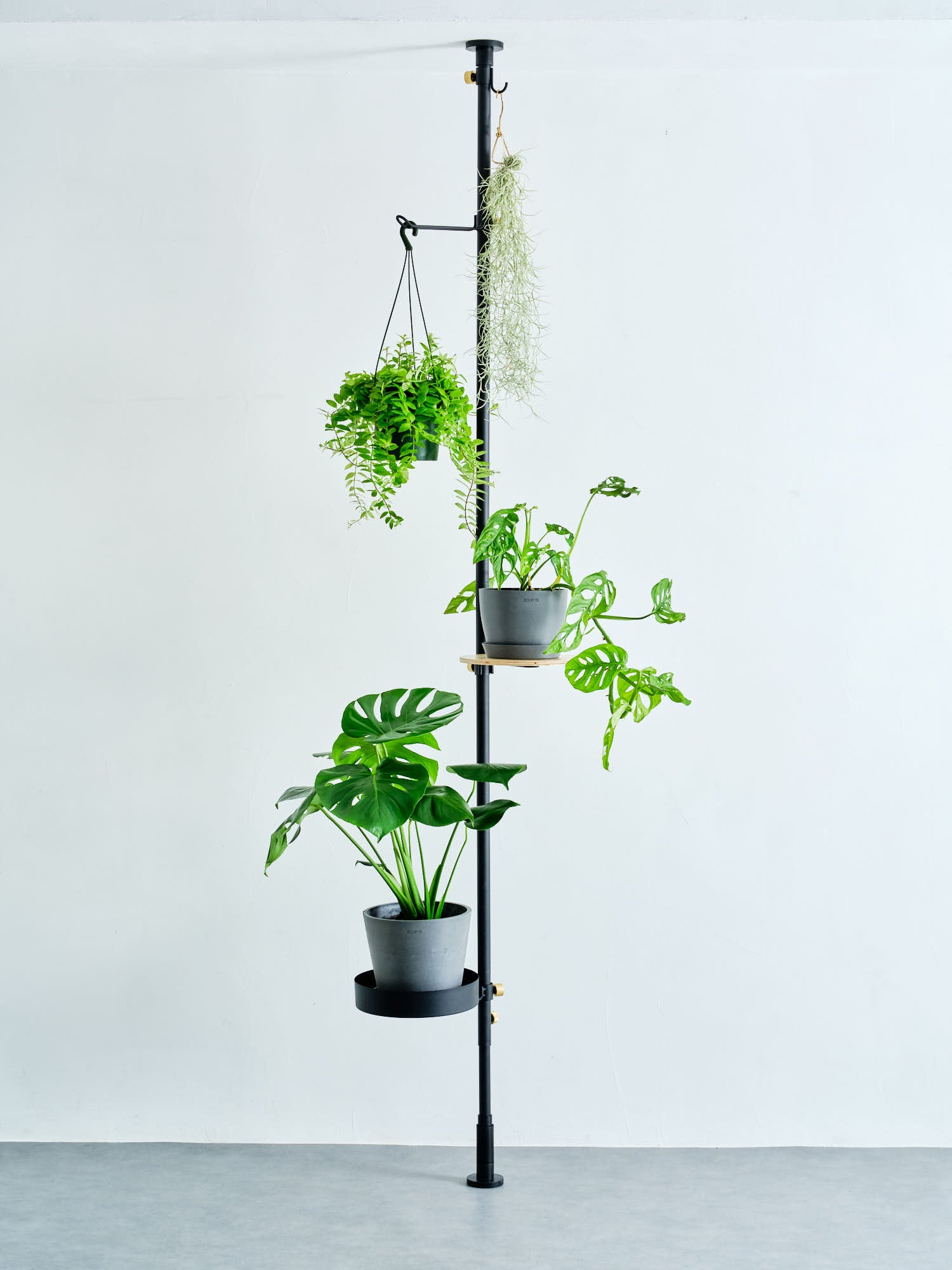 Hook A DRAW A LINE | 観葉植物・お花の通販 AND PLANTS (アンドプランツ)