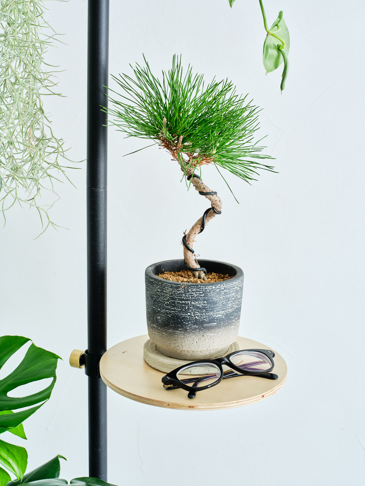 Table A DRAW A LINE | 観葉植物・お花の通販 AND PLANTS (アンドプランツ)