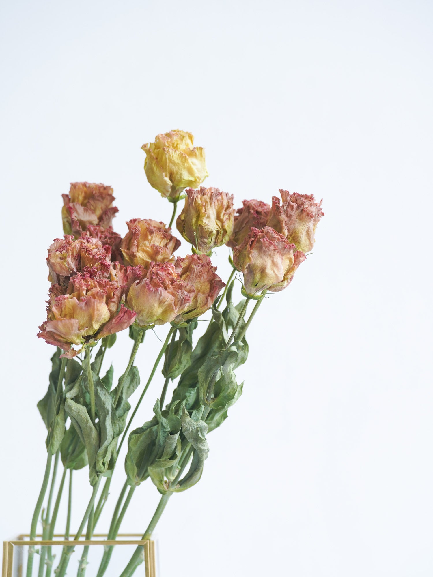ドライ花材 トルコキキョウ アンティークピンク | お花の通販 AND