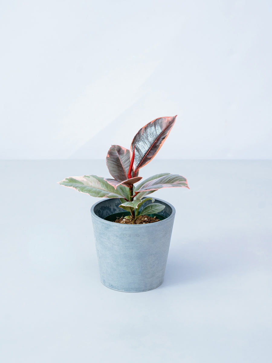 フィカス・ルビー | 観葉植物の通販 AND PLANTS (アンドプランツ)