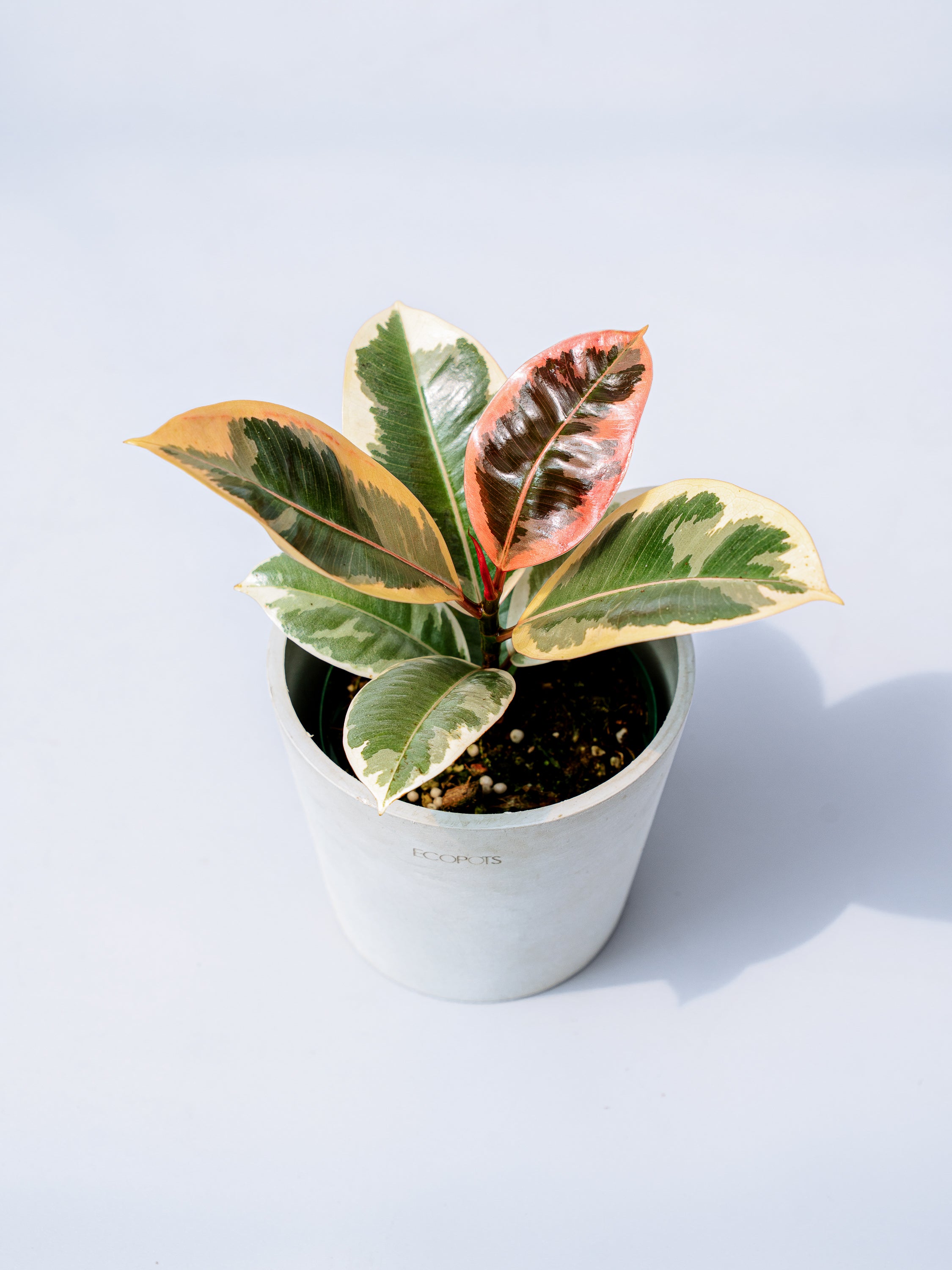 フィカス・ティネケ Table-M | 観葉植物の通販 AND PLANTS (アンド