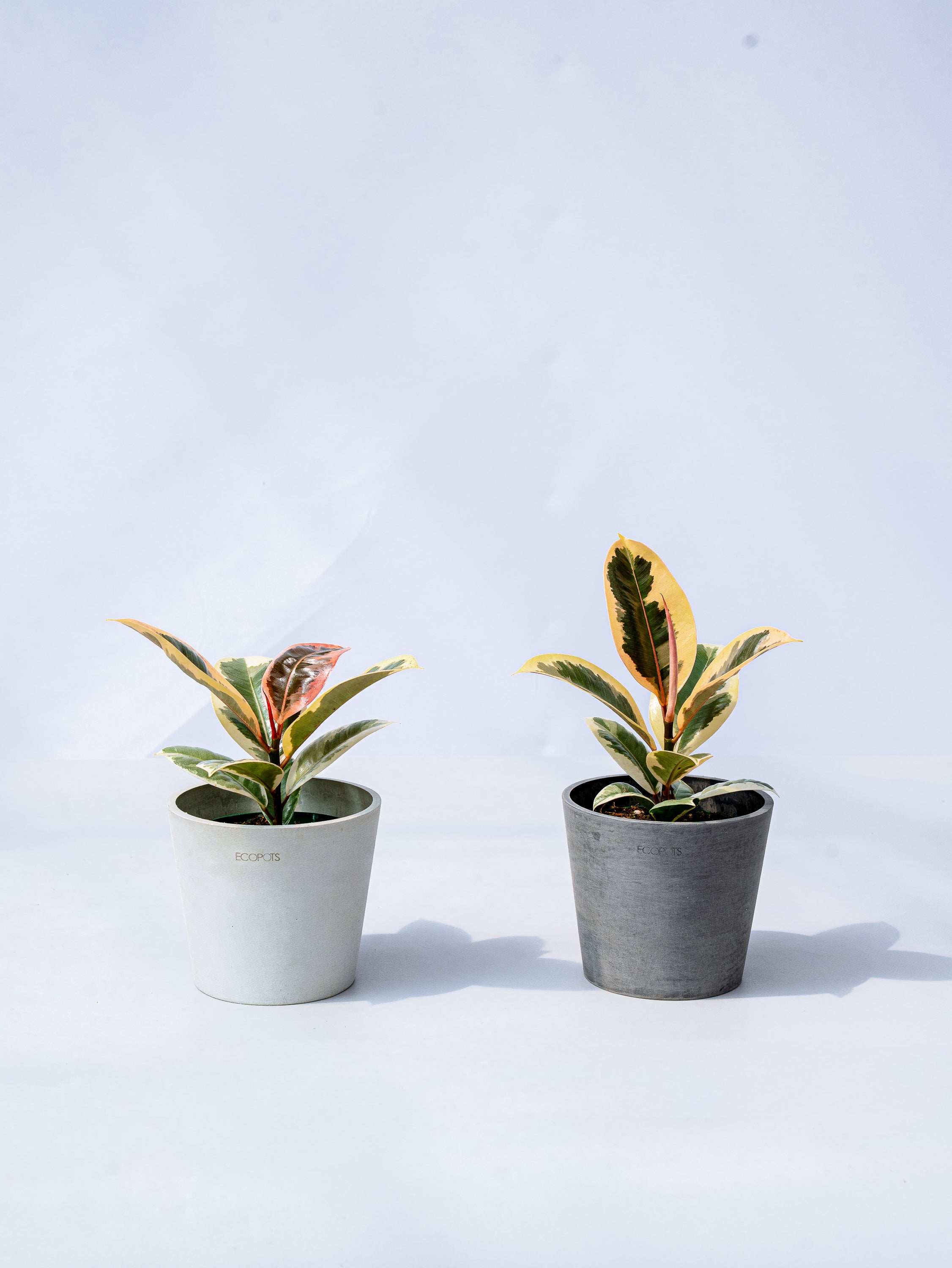 フィカス・ティネケ Table-M | 観葉植物の通販 AND PLANTS (アンド