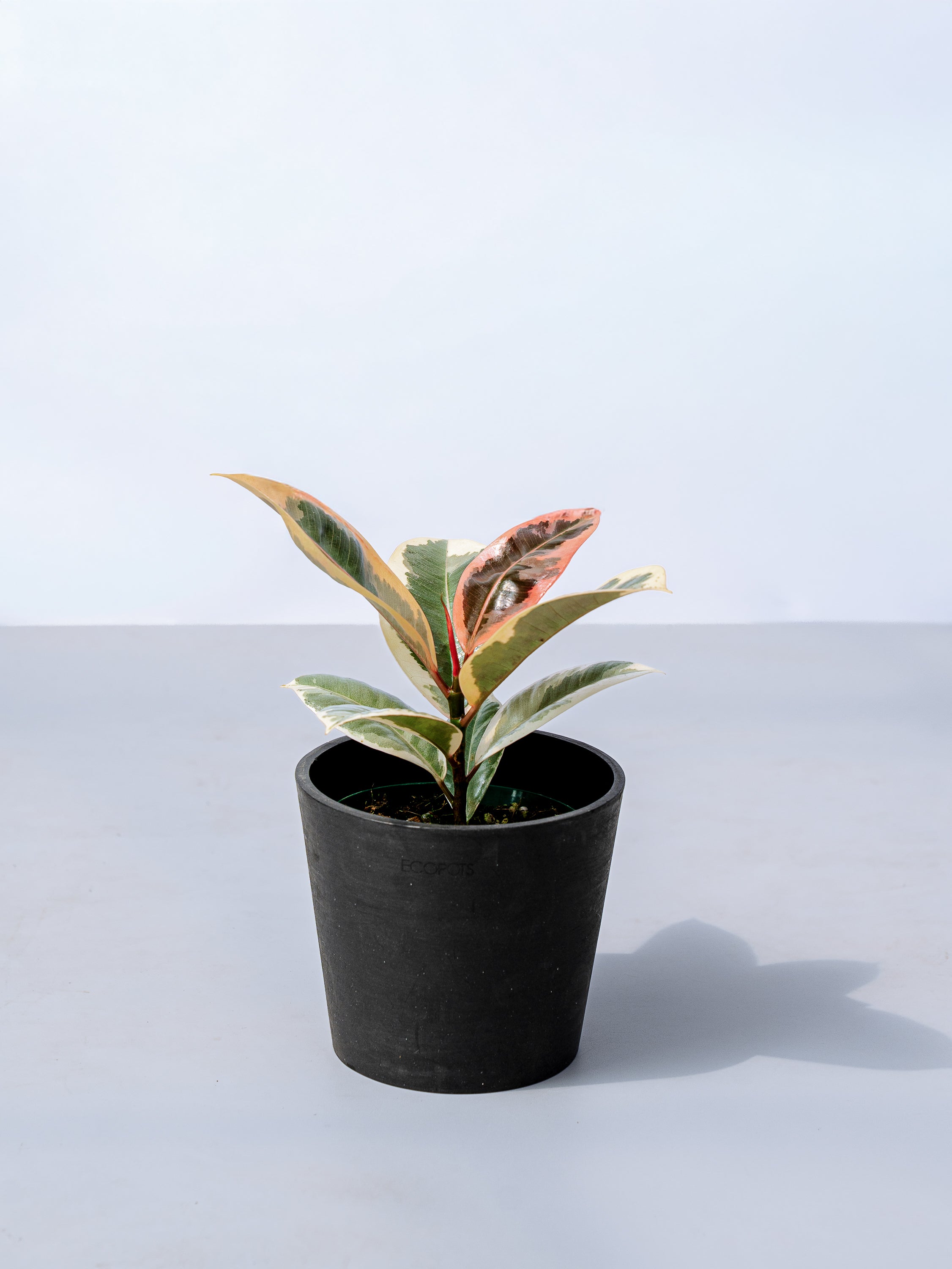 フィカス・ティネケ Table-M | 観葉植物の通販 AND PLANTS (アンド