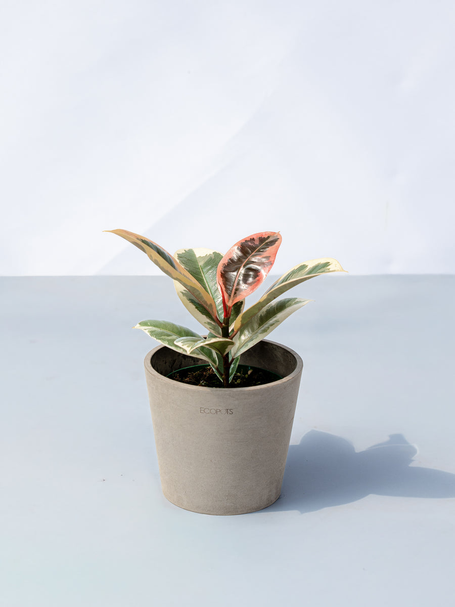 フィカス・ティネケ | 観葉植物の通販 AND PLANTS (アンドプランツ)