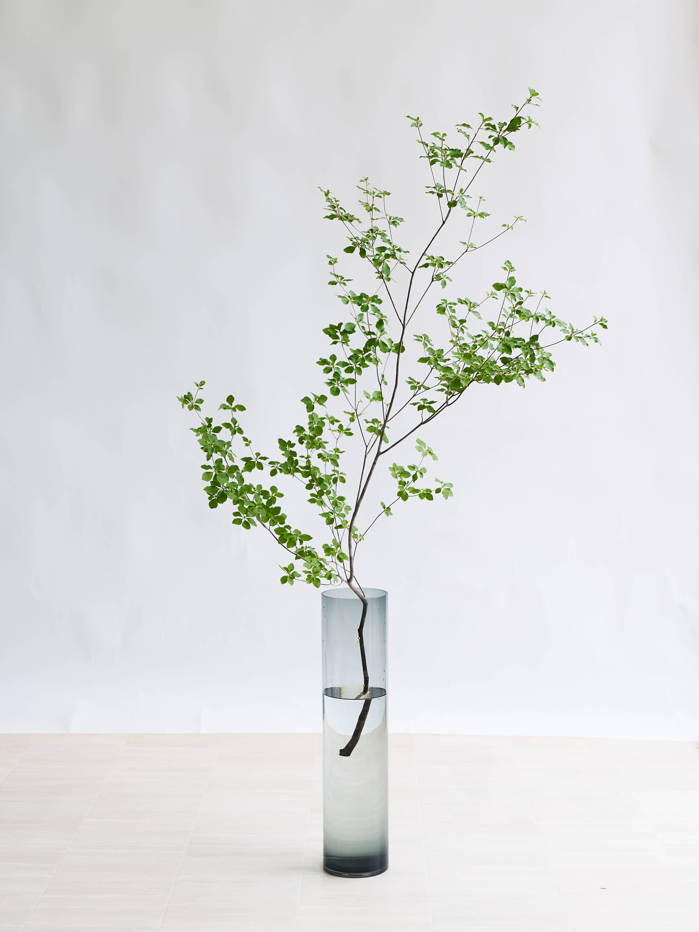 枝物】ドウダンツツジ | 観葉植物・お花の通販 AND PLANTS (アンド