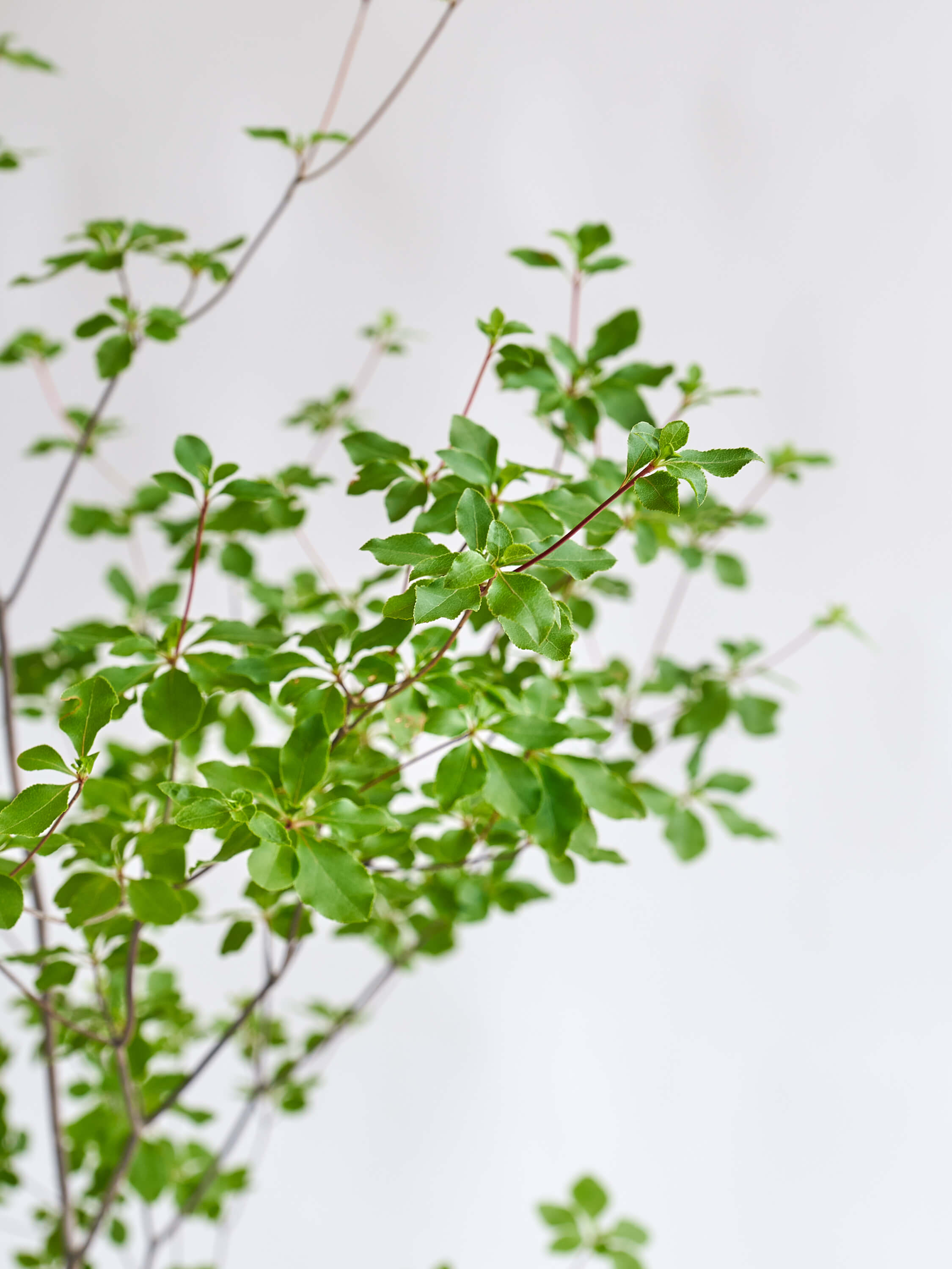 枝物】ドウダンツツジ | 観葉植物・お花の通販 AND PLANTS (アンド