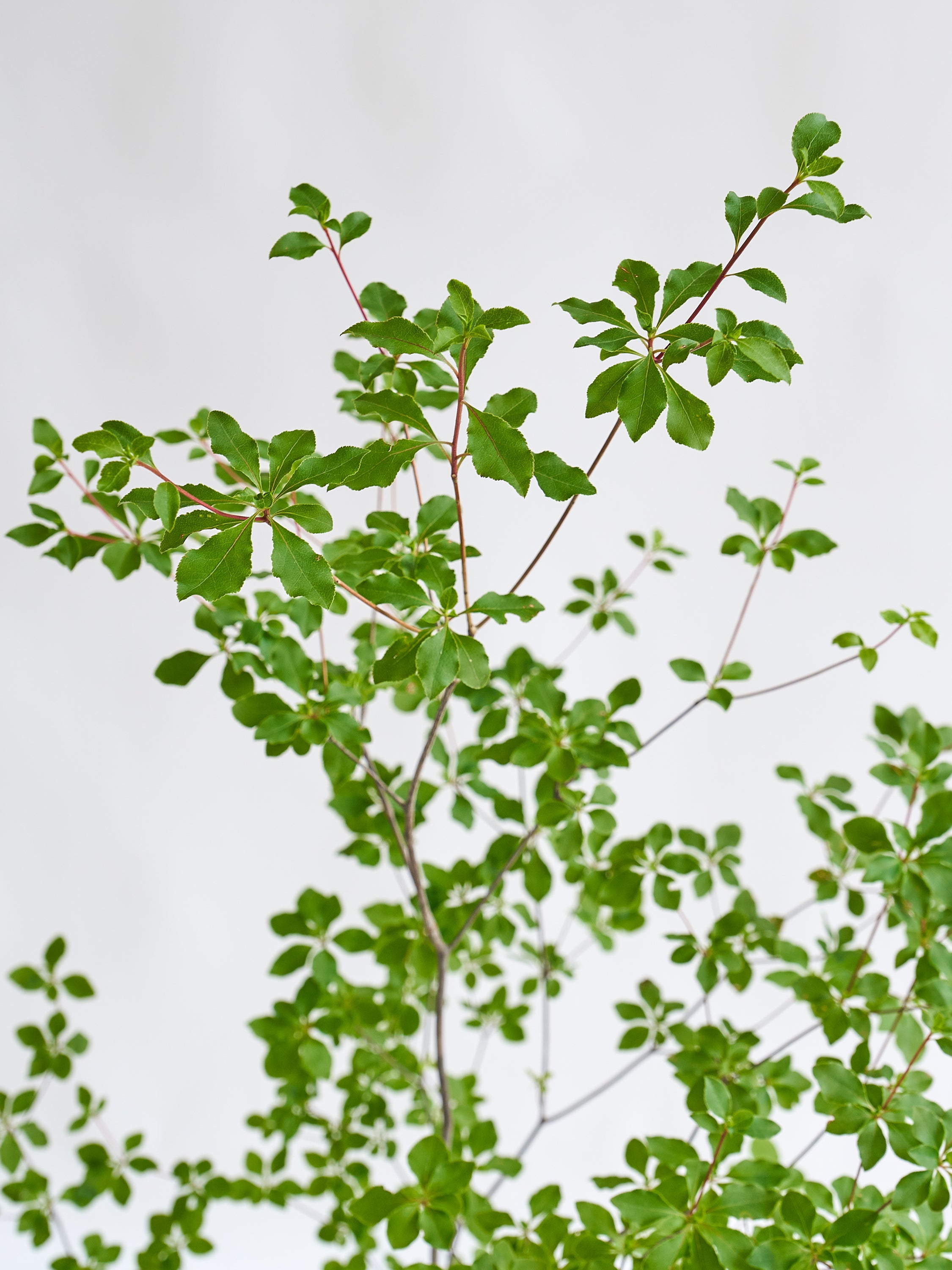 枝物】ドウダンツツジ | 観葉植物・お花の通販 AND PLANTS (アンド