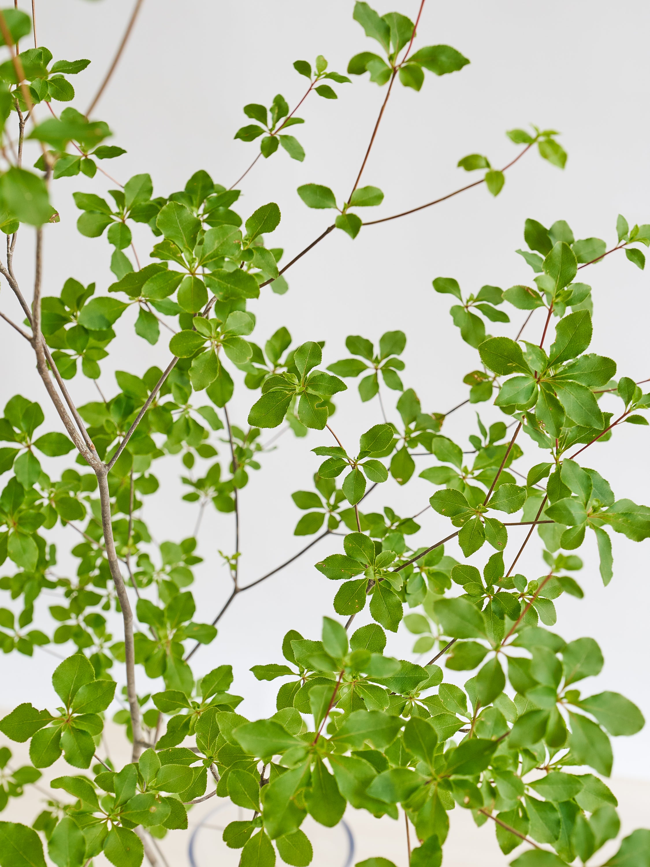 枝物】ドウダンツツジ | 観葉植物・お花の通販 AND PLANTS (アンド