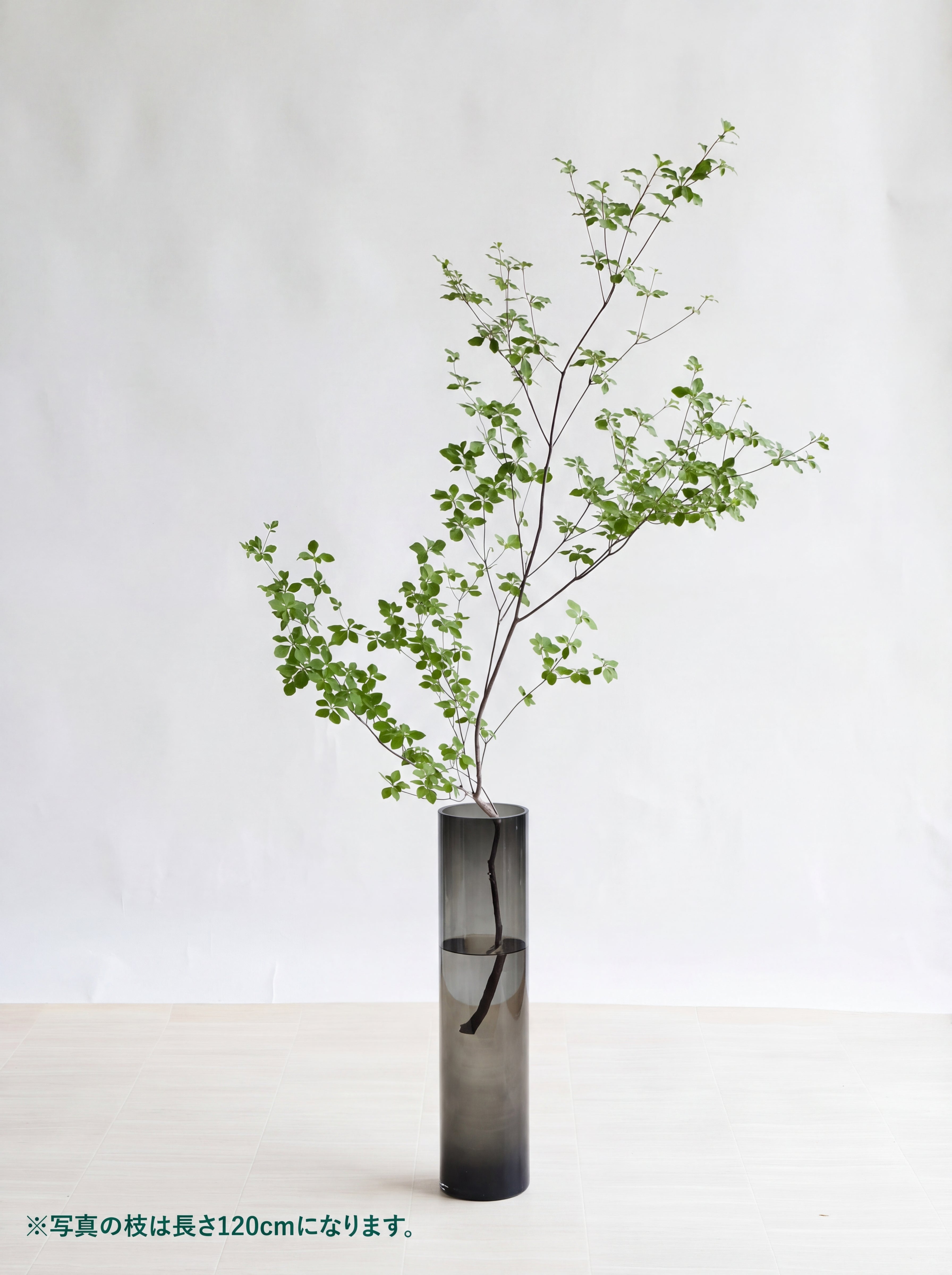 枝物】ドウダンツツジ | 観葉植物・お花の通販 AND PLANTS (アンド
