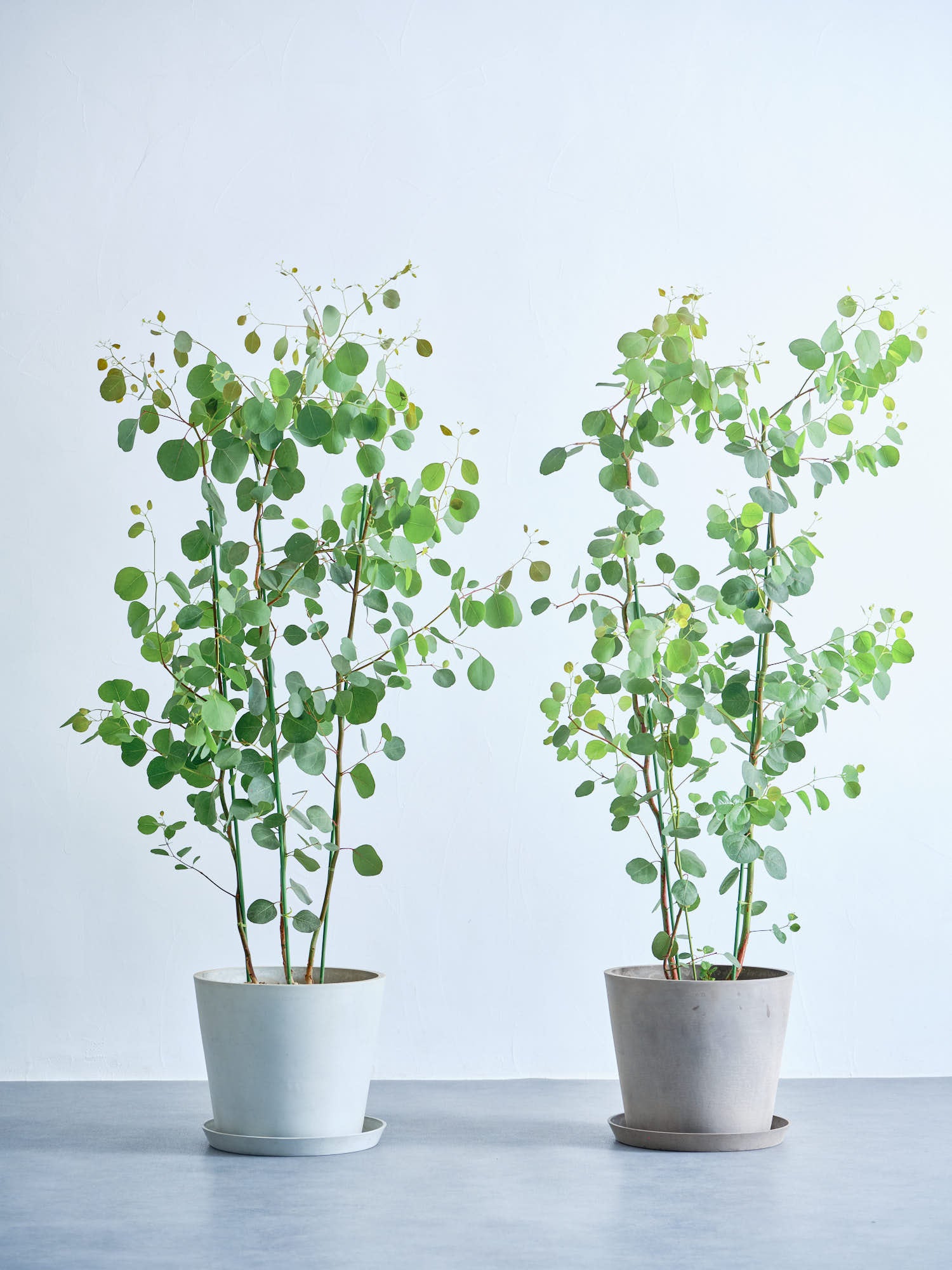 ユーカリ・ポポラス L | 観葉植物の通販 AND PLANTS (アンドプランツ)
