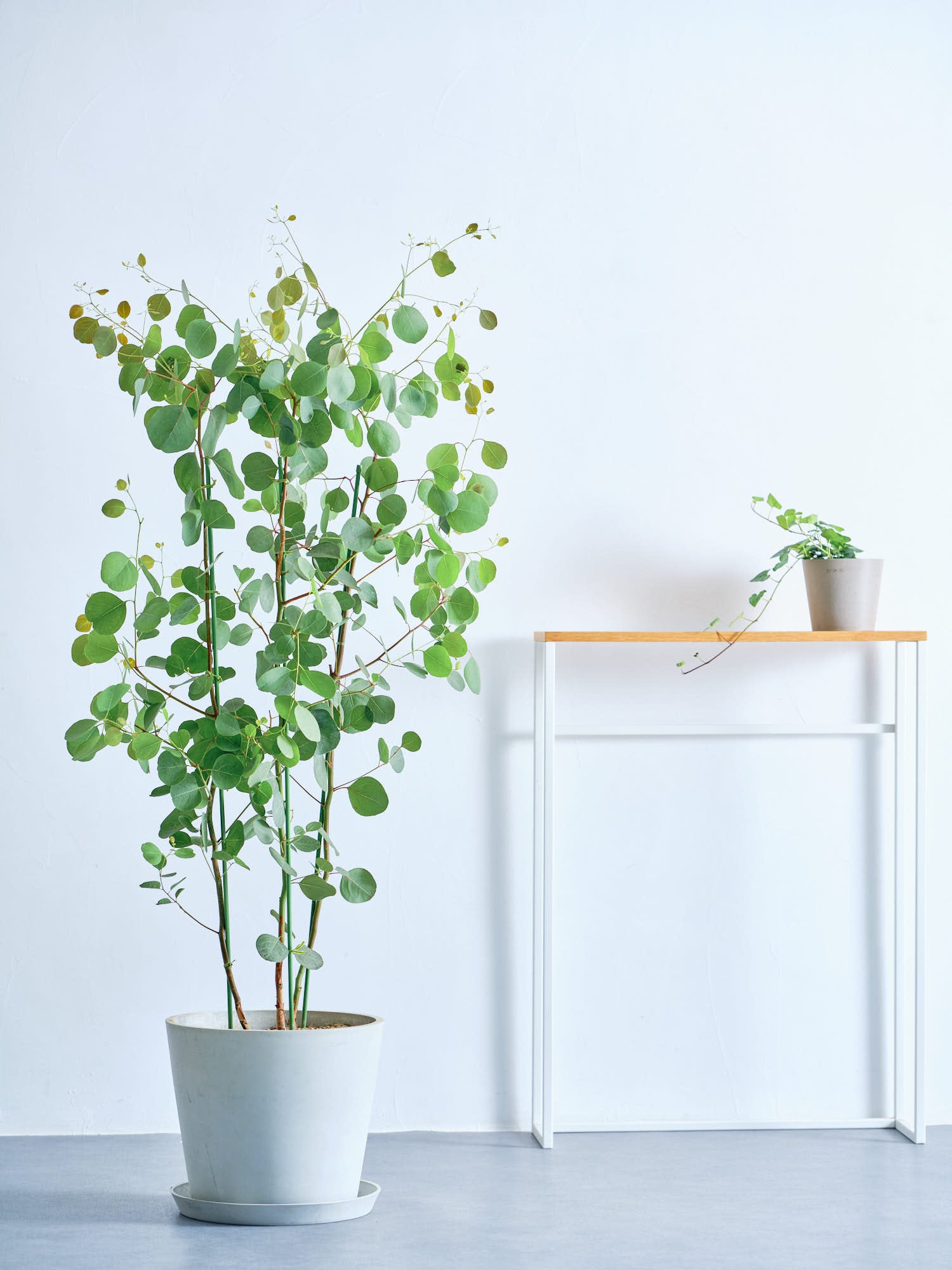 ユーカリ・ポポラス L | 観葉植物の通販 AND PLANTS (アンドプランツ)