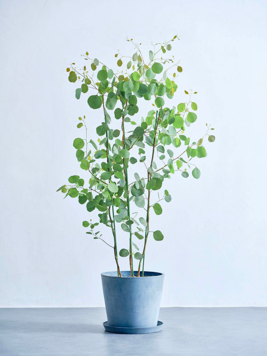 ユーカリ　ポポラス ユーカリ・ポポラス 10号 | 観葉植物の通販 AND PLANTS (アンドプランツ)