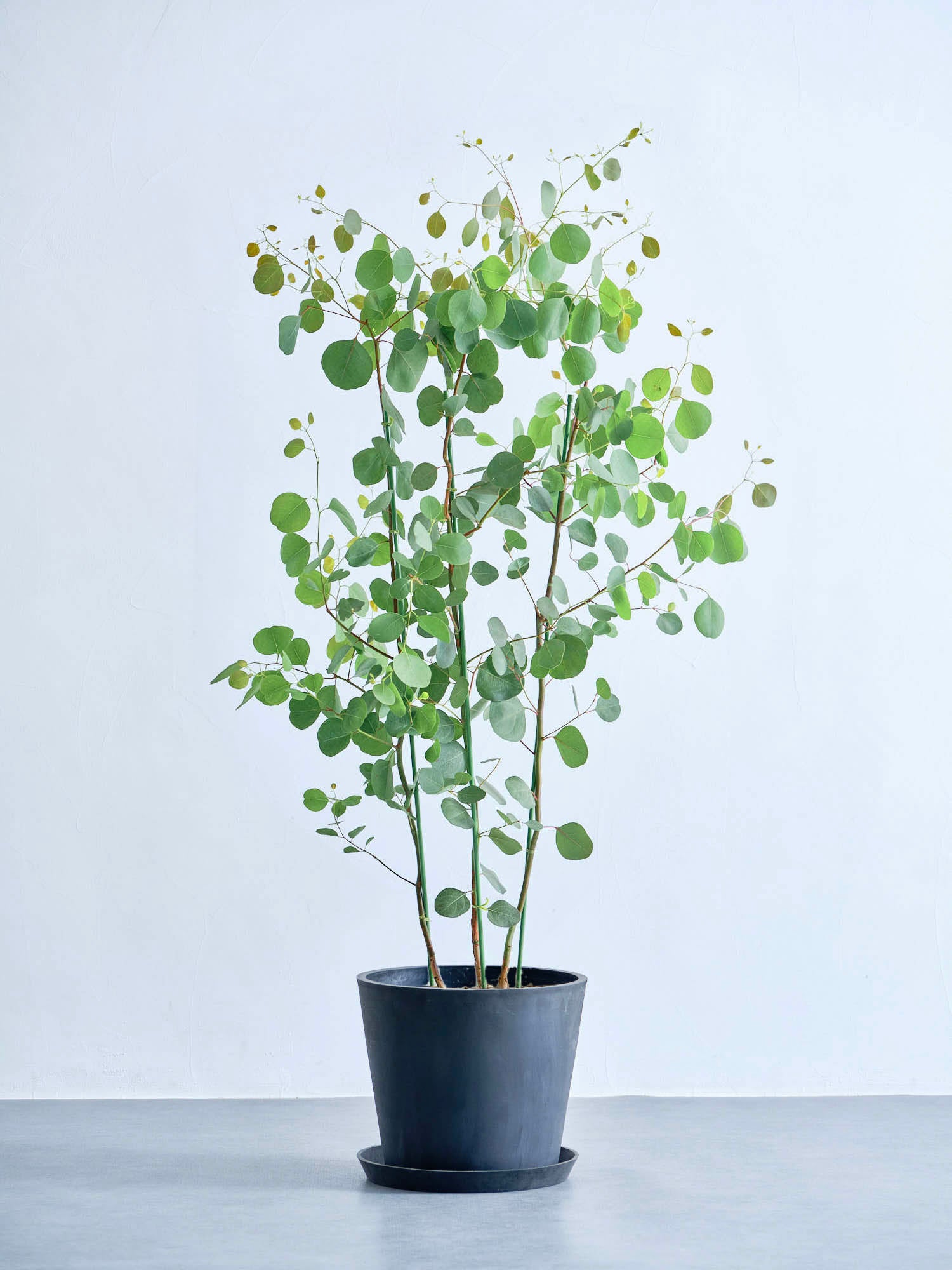 ユーカリ ポポラス鉢植え 楽天市場】ユーカリ ポポラス （黒色）8号 セラアート 鉢植え 大型