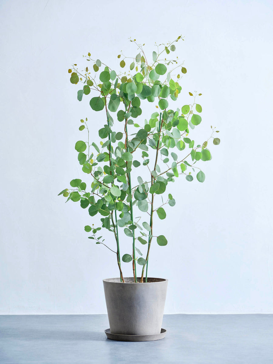 ユーカリ・ポポラス 10号 | 観葉植物の通販 AND PLANTS (アンドプランツ)