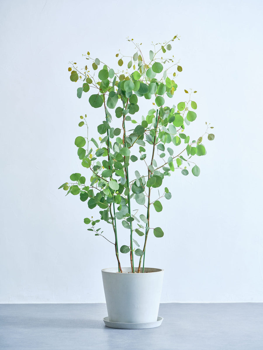 ユーカリ・ポポラス 10号 | 観葉植物の通販 AND PLANTS (アンドプランツ)
