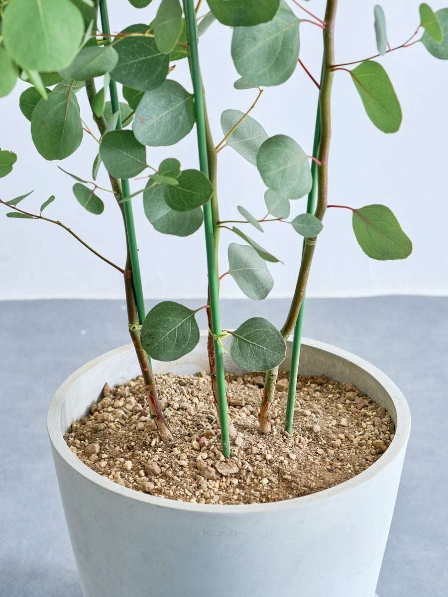 ユーカリ・ポポラス 10号 | 観葉植物の通販 AND PLANTS (アンドプランツ)