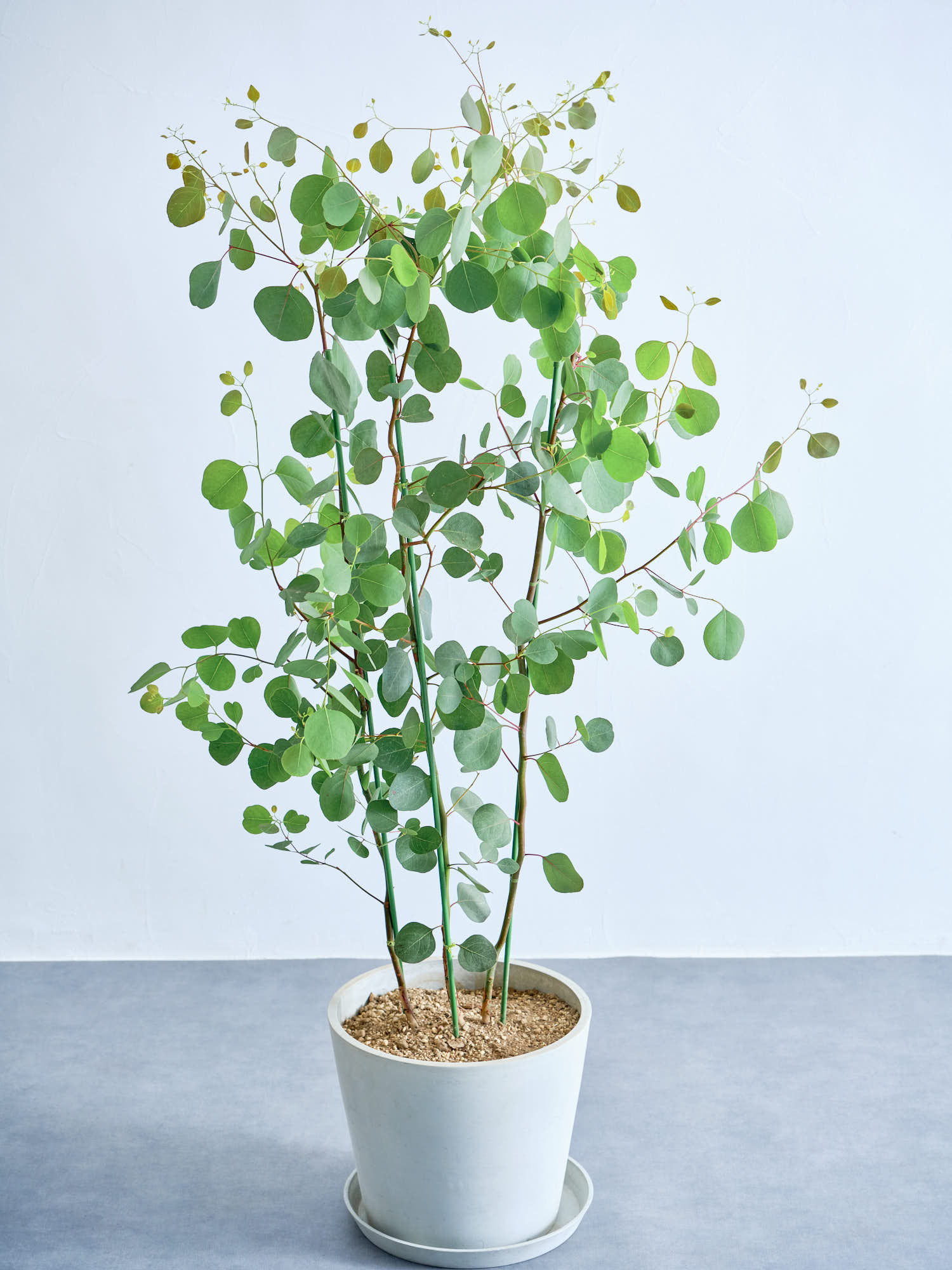 ユーカリ・ポポラス L | 観葉植物の通販 AND PLANTS (アンドプランツ)
