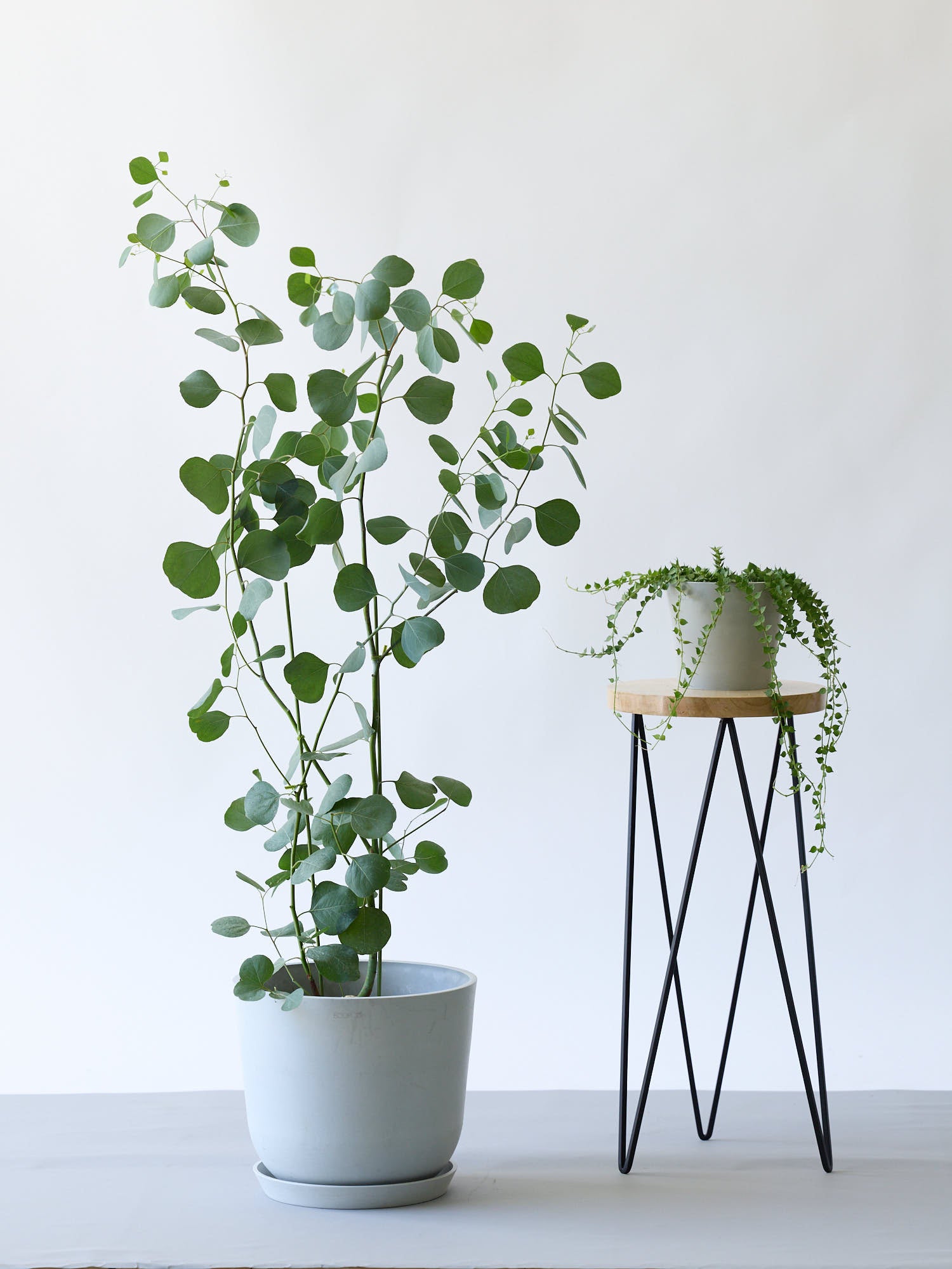 ユーカリ・ポポラス M | 観葉植物の通販 AND PLANTS (アンドプランツ)