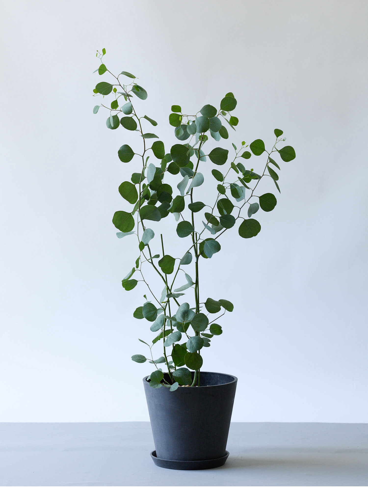 ユーカリ・ポポラス M | 観葉植物の通販 AND PLANTS (アンドプランツ) ユーカリ・ポポラス M | 観葉植物の通販 AND PLANTS (アンドプランツ)