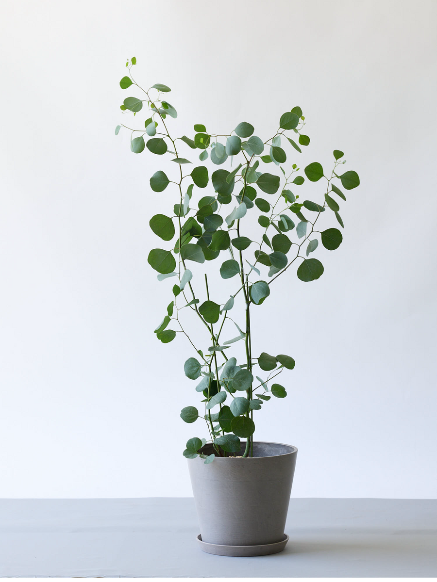 ユーカリ・ポポラス 8号 | 観葉植物の通販 AND PLANTS (アンドプランツ)