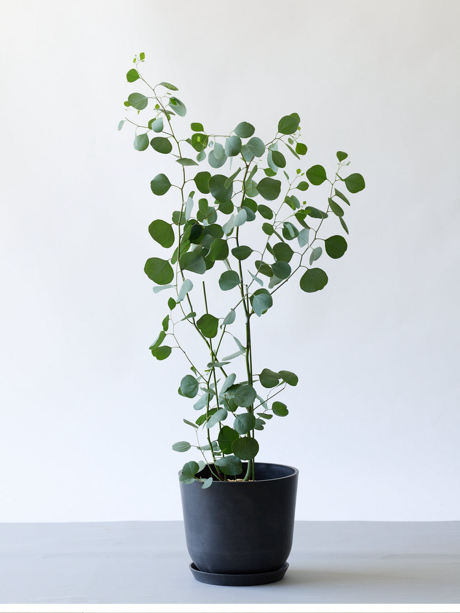 ユーカリ・ポポラス 8号 | 観葉植物の通販 AND PLANTS (アンドプランツ)