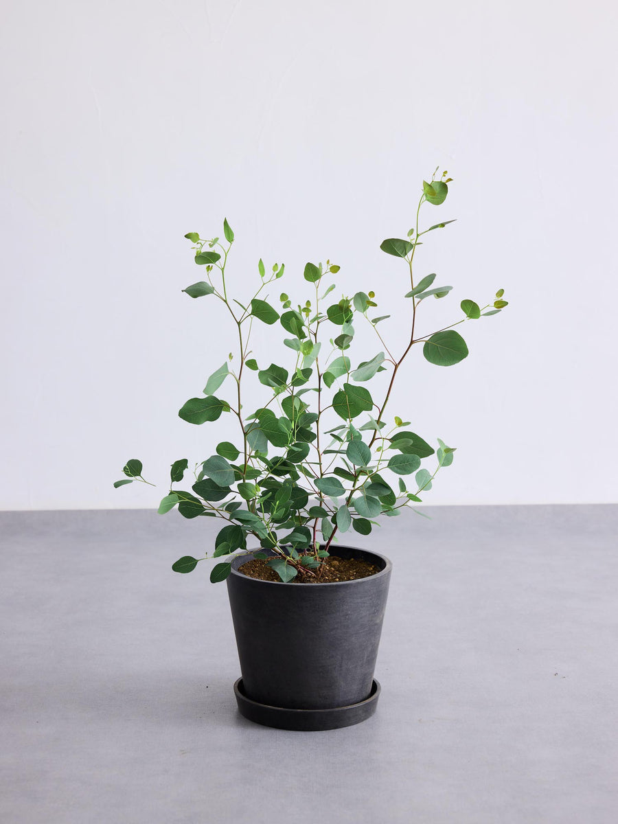 ユーカリ・ポポラス 6号 | 観葉植物の通販 AND PLANTS (アンドプランツ)