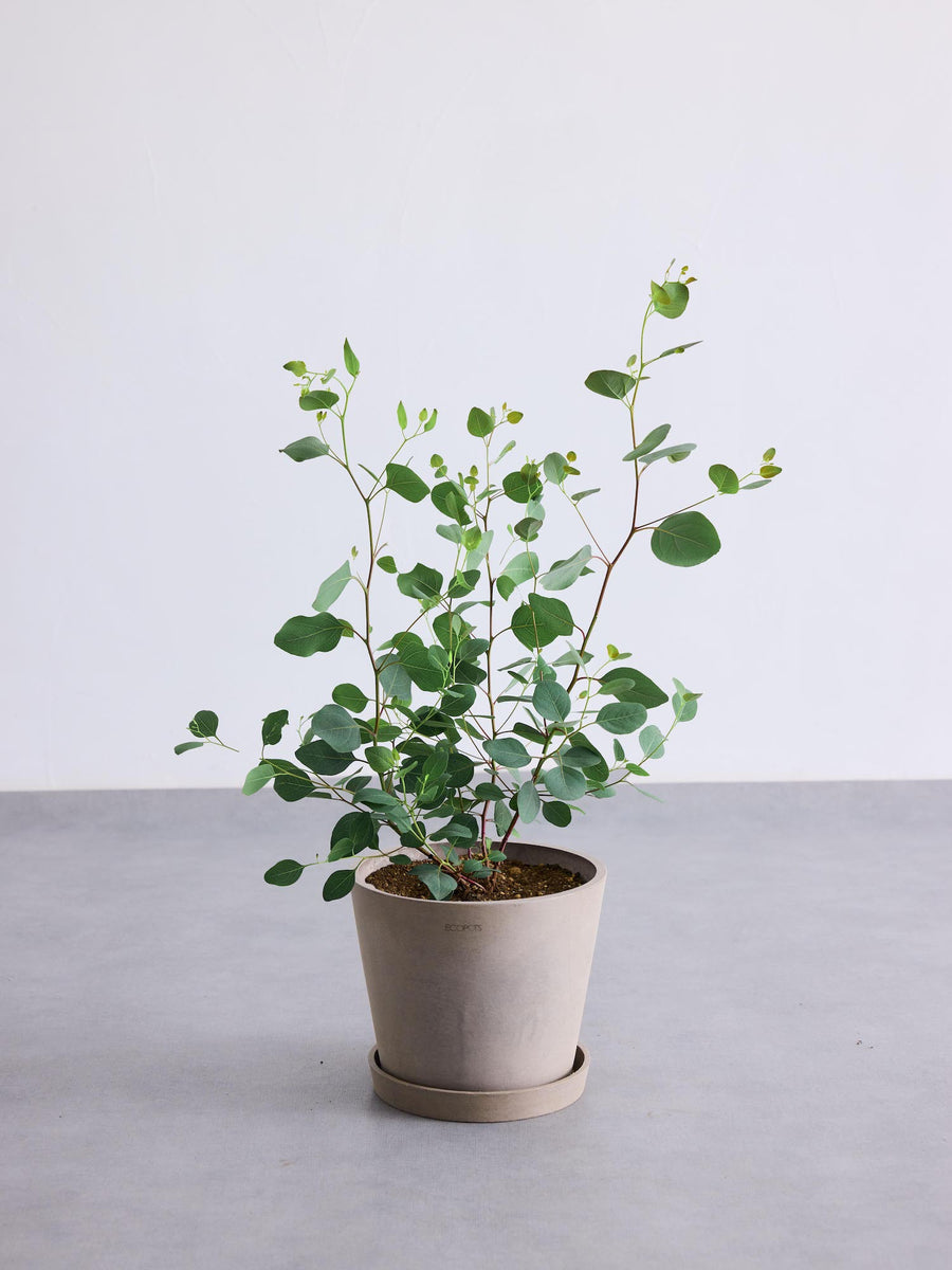 ユーカリ・ポポラス 6号 | 観葉植物の通販 AND PLANTS (アンドプランツ)