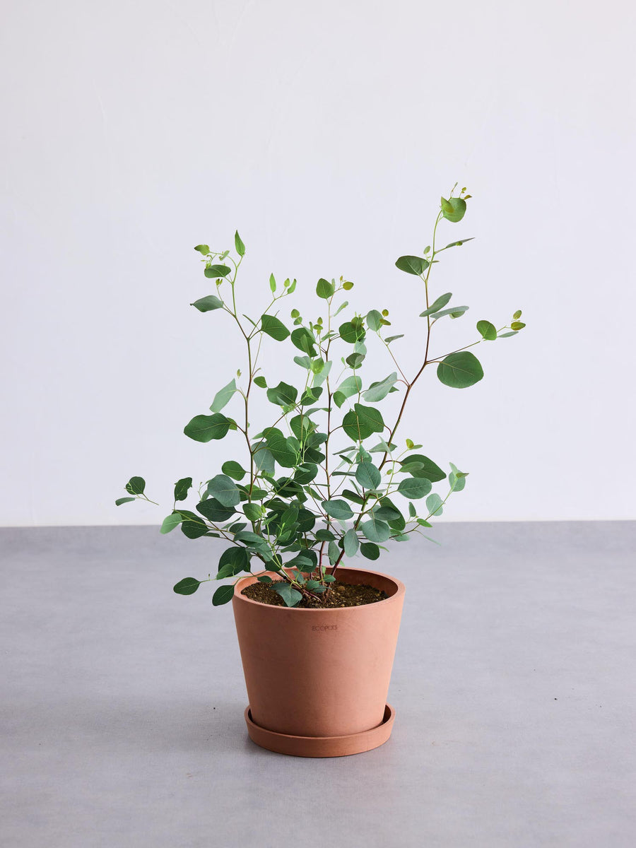 ユーカリ・ポポラス 6号 | 観葉植物の通販 AND PLANTS (アンドプランツ)