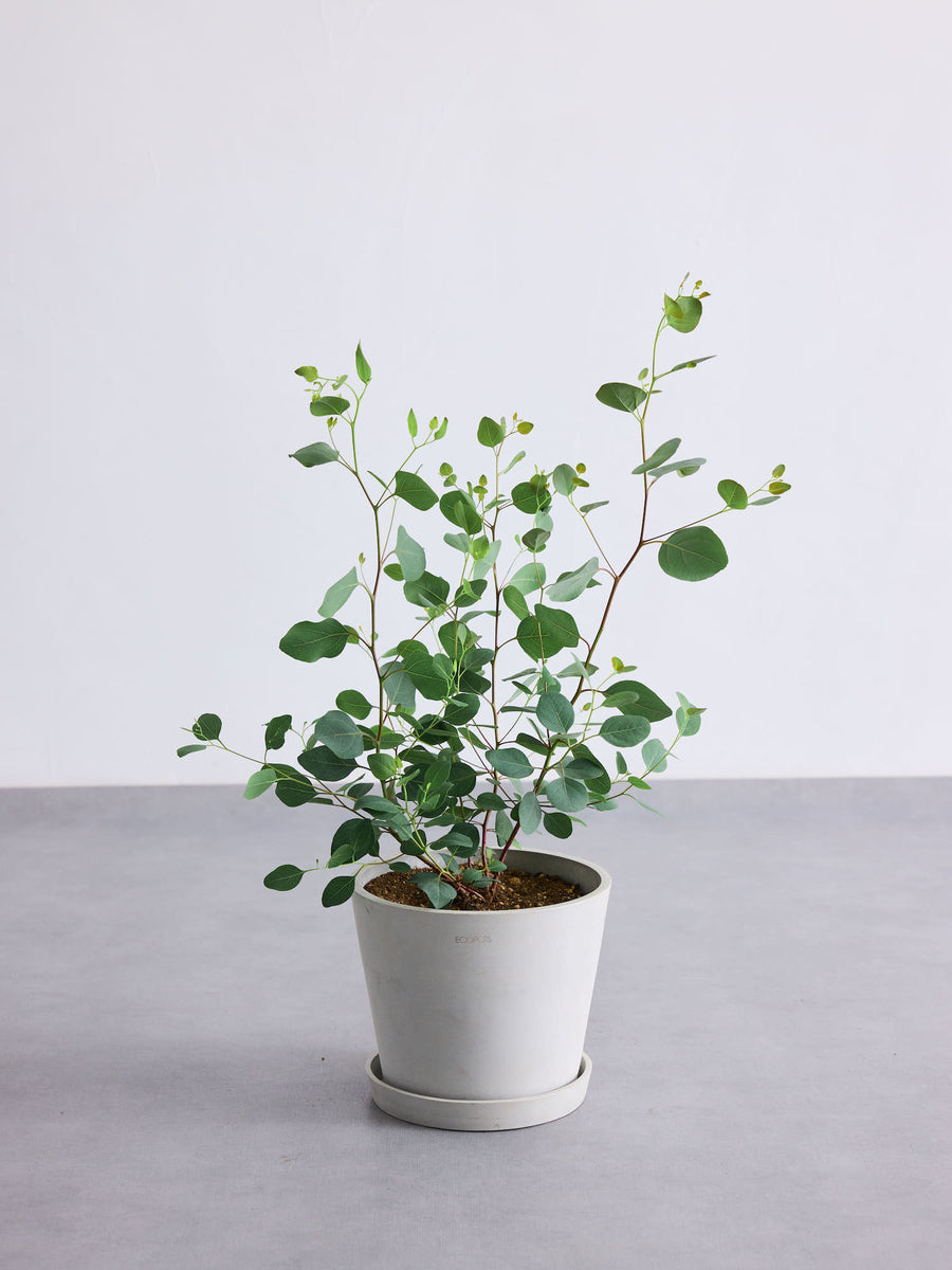 ユーカリ・ポポラス 6号 | 観葉植物の通販 AND PLANTS (アンドプランツ)