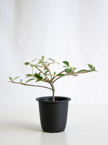 【一点もの】ユーフォルビア・ボンゴラベンシス Table-M