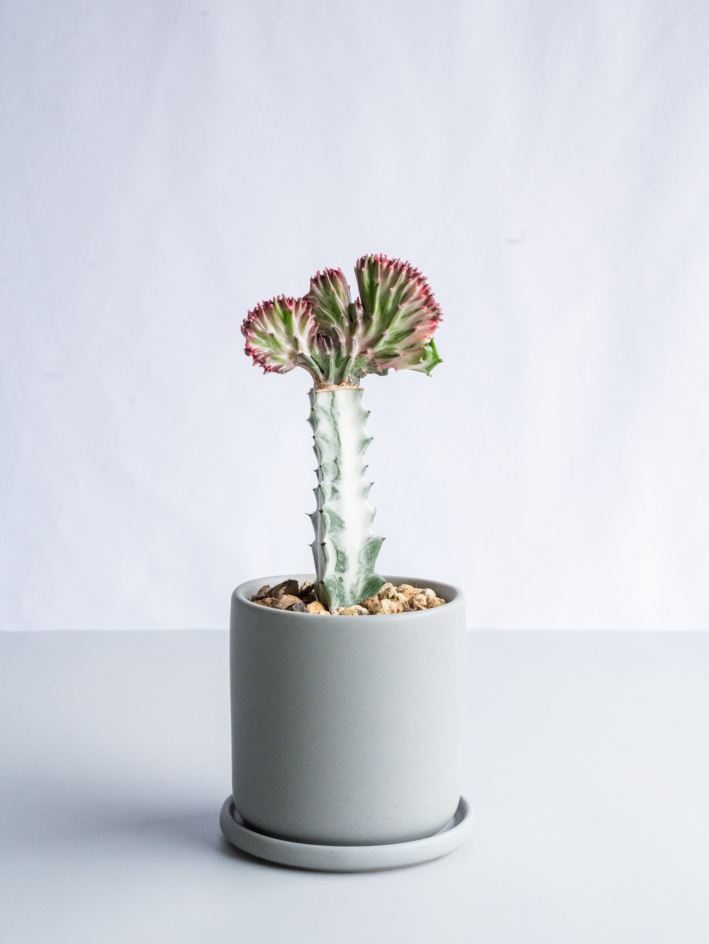 【一点もの】ユーフォルビア・ラクテアマハラジャ Table-M #11