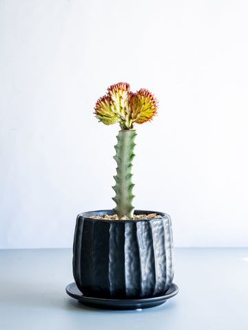 【一点もの】ユーフォルビア・ラクテアマハラジャ Table-M #15