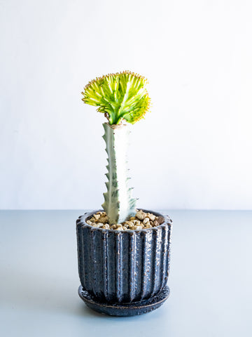 【一点もの】ユーフォルビア・ラクテアマハラジャ Table-M #18