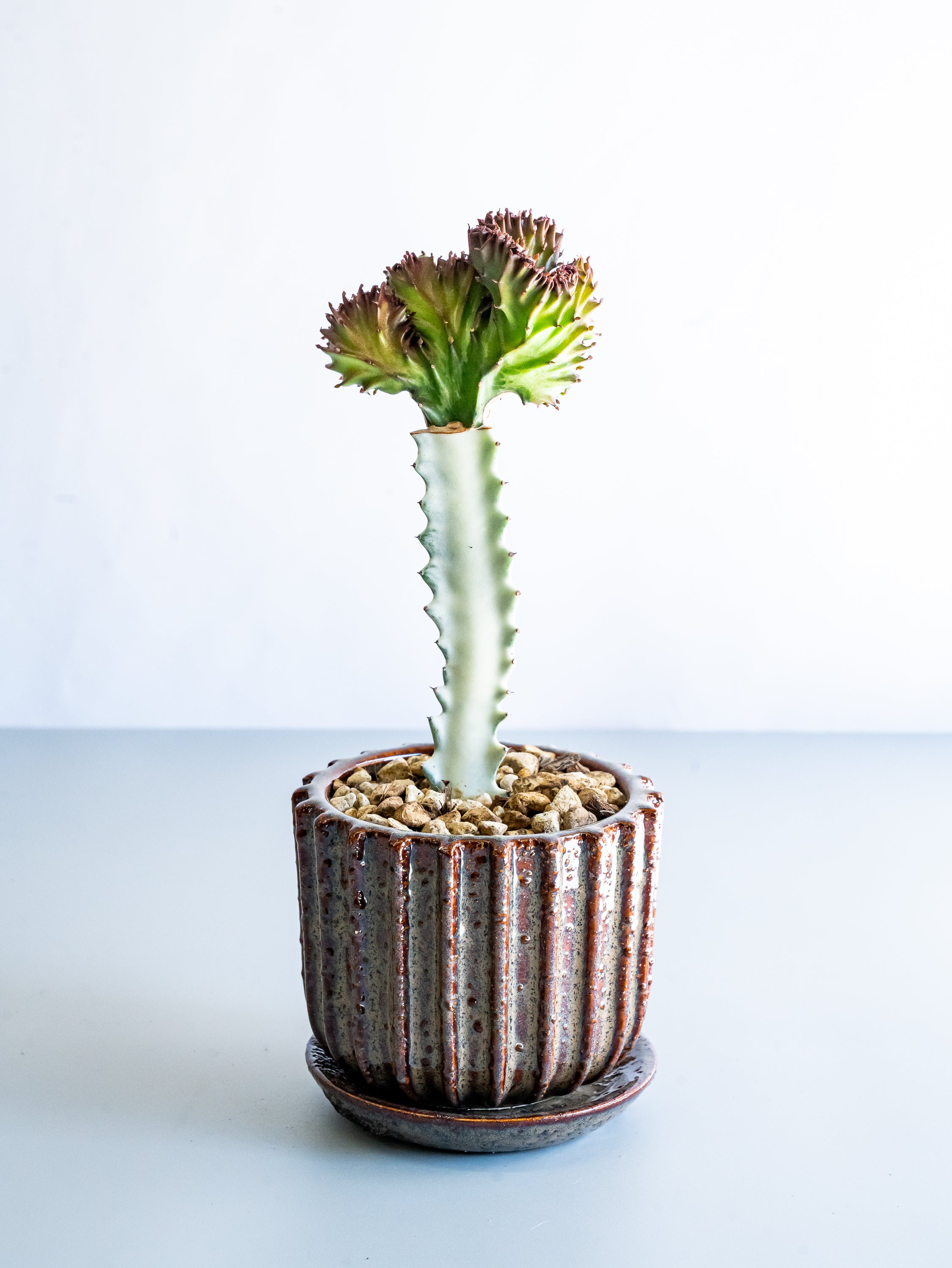 【一点もの】ユーフォルビア・ラクテアマハラジャ Table-M #17